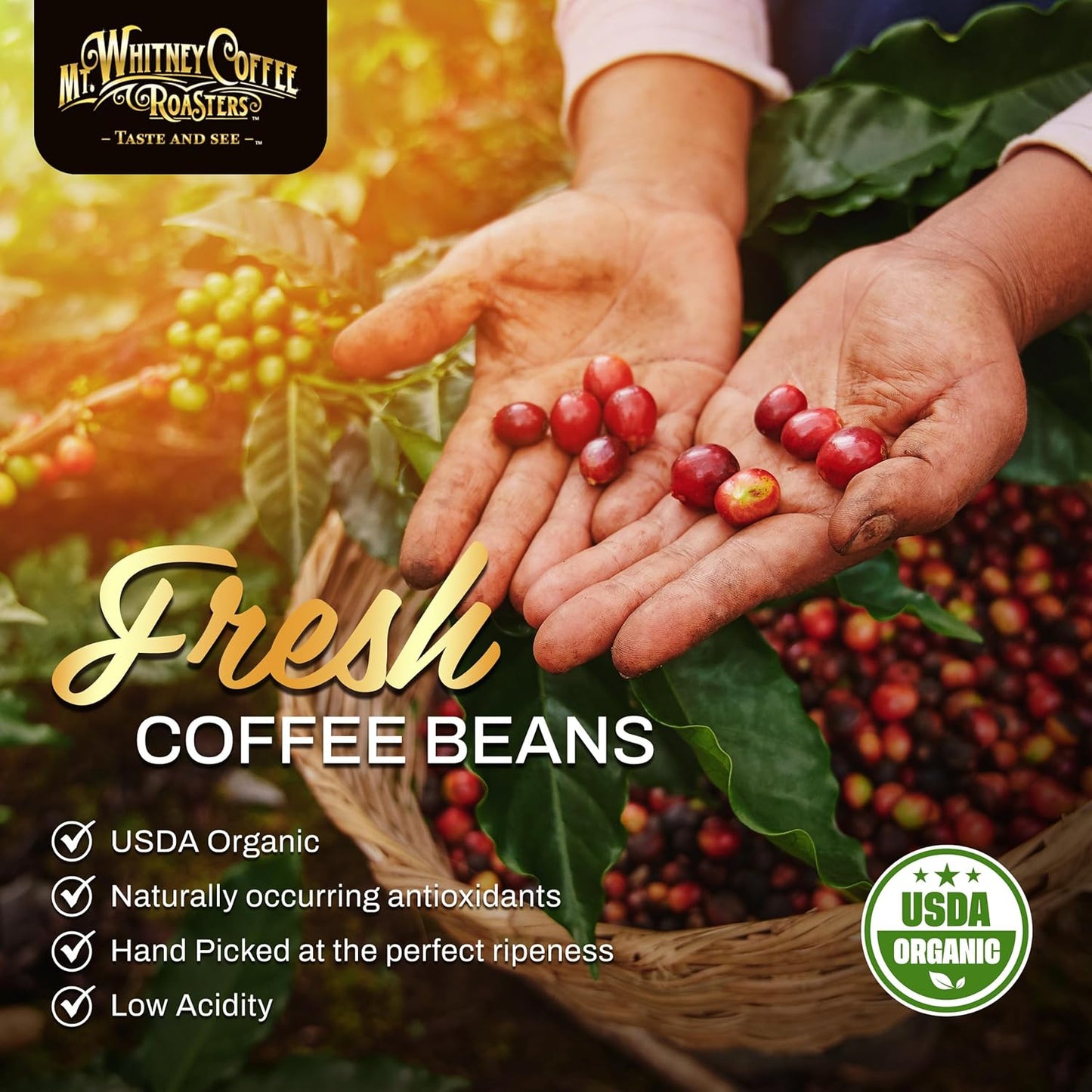 mt-whitney-base-camp-blend-coffee-beans---medium-dark-roast-low-acid-ground-coffee---5-lb-pack-3