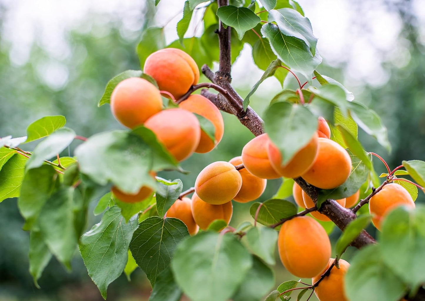 organic-dried-apricots---1lb-bulk-pack-from-turkey-kosher-vegan-friendly-7