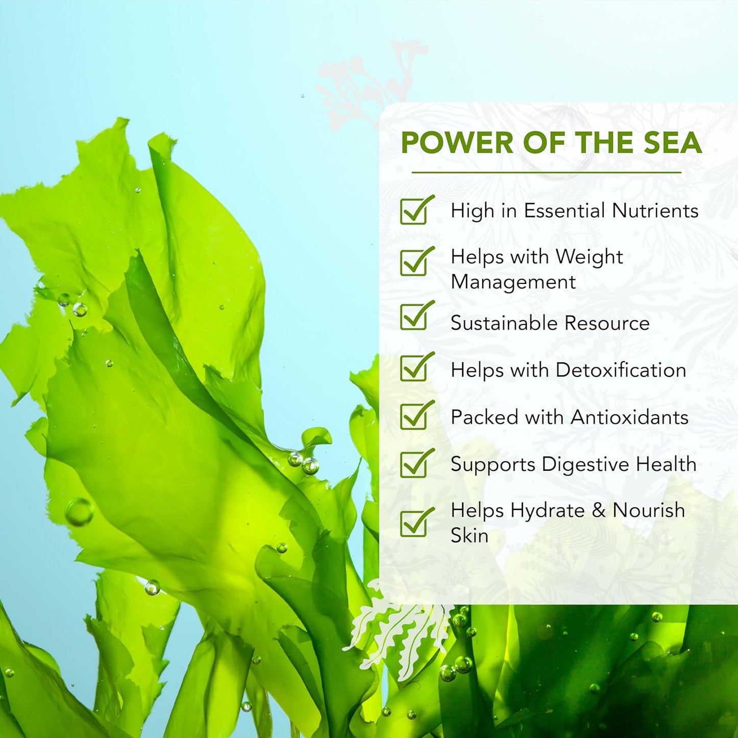 organic-sea-lettuce-dried-seaweed-flakes---wild-north-atlantic-seaweed-for-snacking-seasoning-soups-salads---rich-in-vitamins-minerals-aminos-antioxidants---thyroid-support---4-oz-3