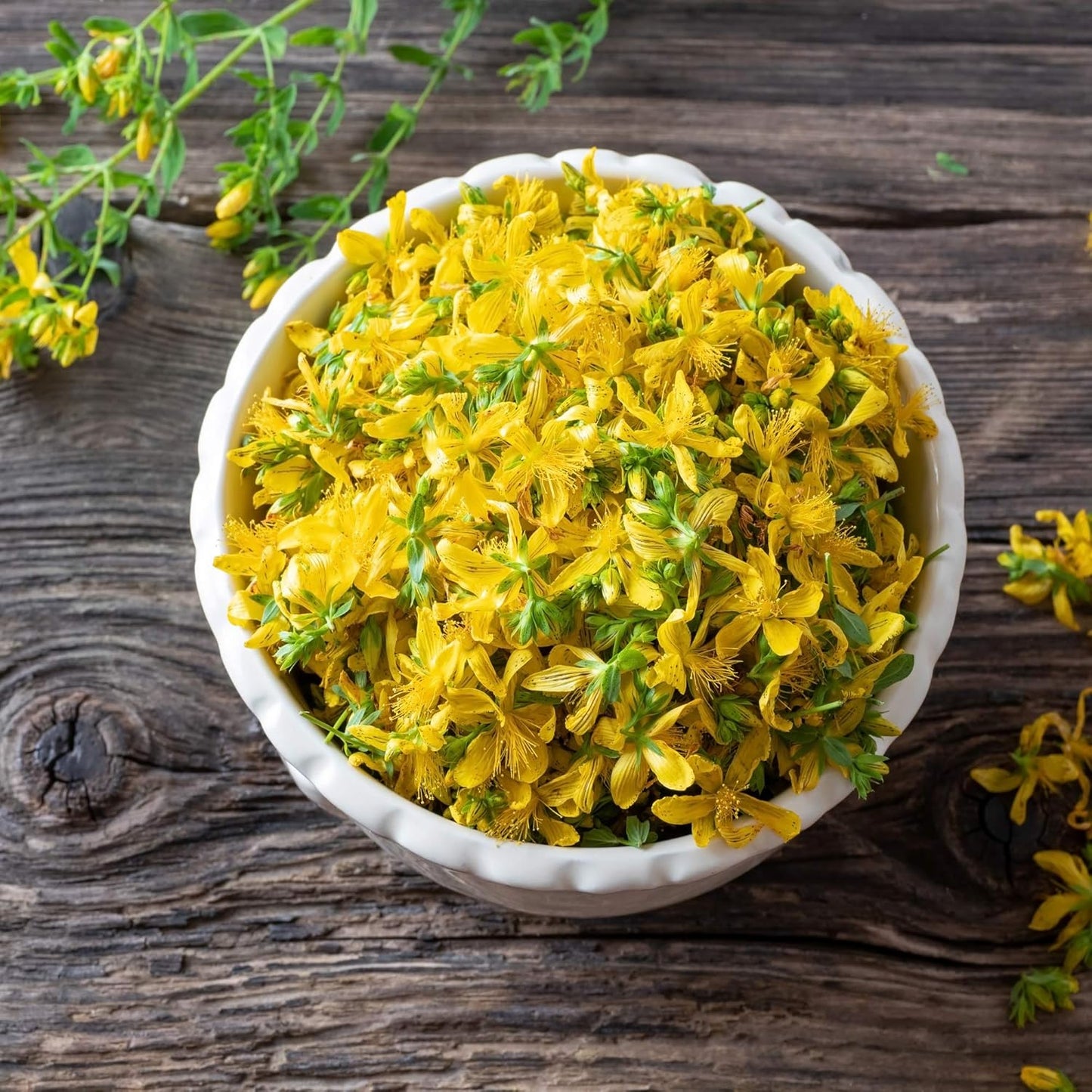 1000-seeds-of-yellow-st-johns-wort-perennial-hypericum-perforatum-for-planting---outsidepride-6