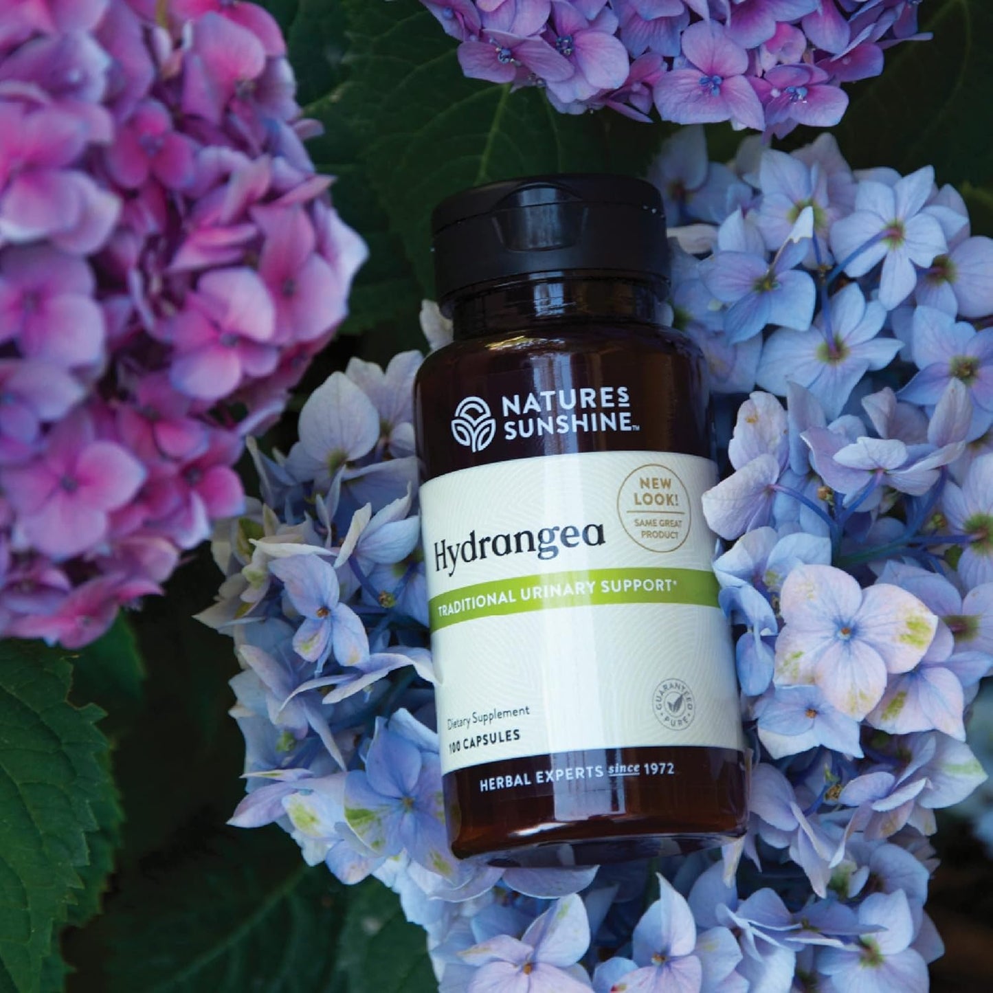 pure-hydrangea-root-capsules---650mg-natural-urinary-system-kidney-support-2