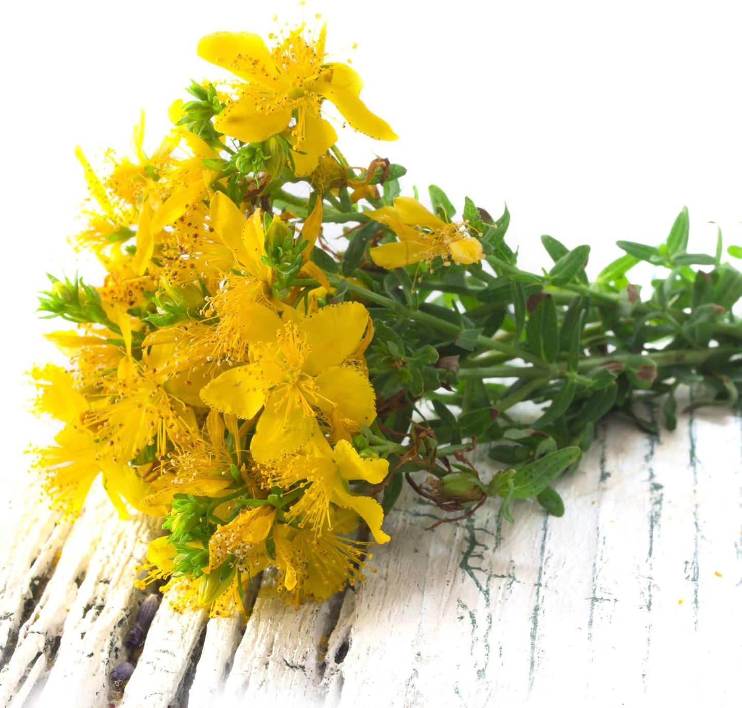 1000-seeds-of-yellow-st-johns-wort-perennial-hypericum-perforatum-for-planting---outsidepride-5