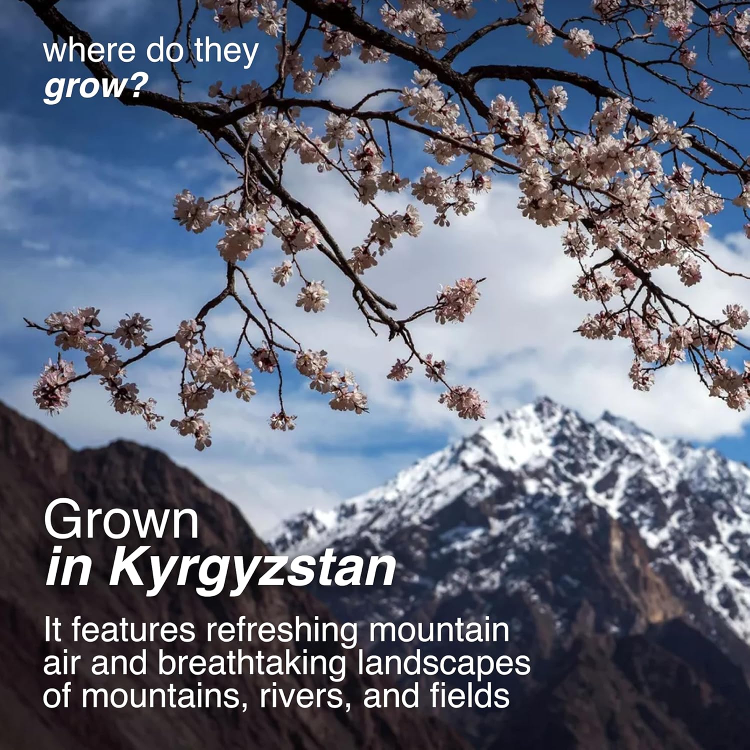 arashan-apricot-seeds---sweet-raw-apricot-kernels-from-kyrgyzstan-sundried-with-60-oil-1-lb-pack-7