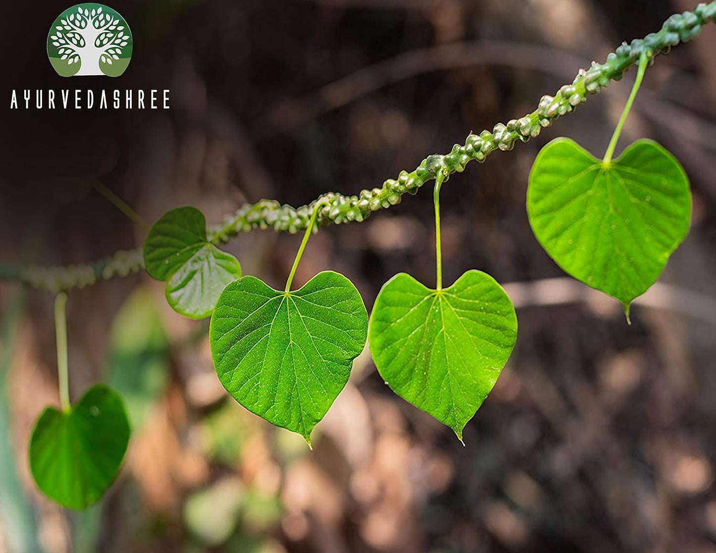 200g-ayurvedashree-giloy-powder---herbal-immune-support-with-tinospora-cordifolia---non-gmo-gluten-free---100-natural---boosts-immune-system-9