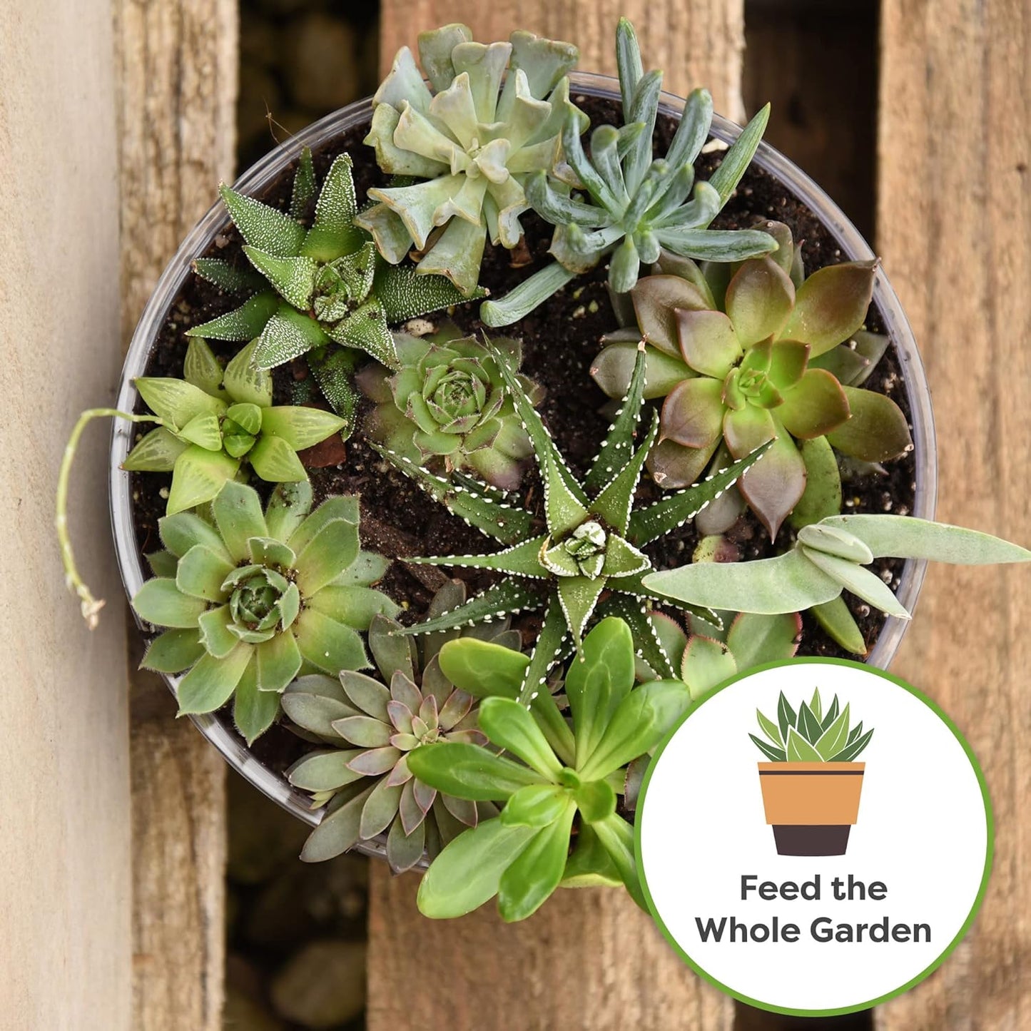 5oz-succulent-and-cactus-fertilizer---gentle-plant-food-for-live-succulents-cacti-desert-houseplants---long-lasting-formula-by-perfect-plants-4