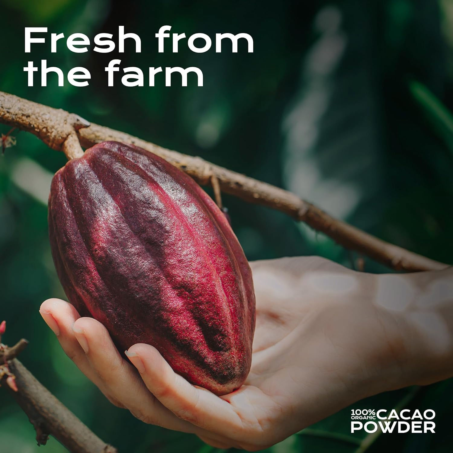 organic-cacao-powder-16-oz---perfect-for-baking-hot-cocoa-unsweetened-freshly-harvested-from-our-farm-4