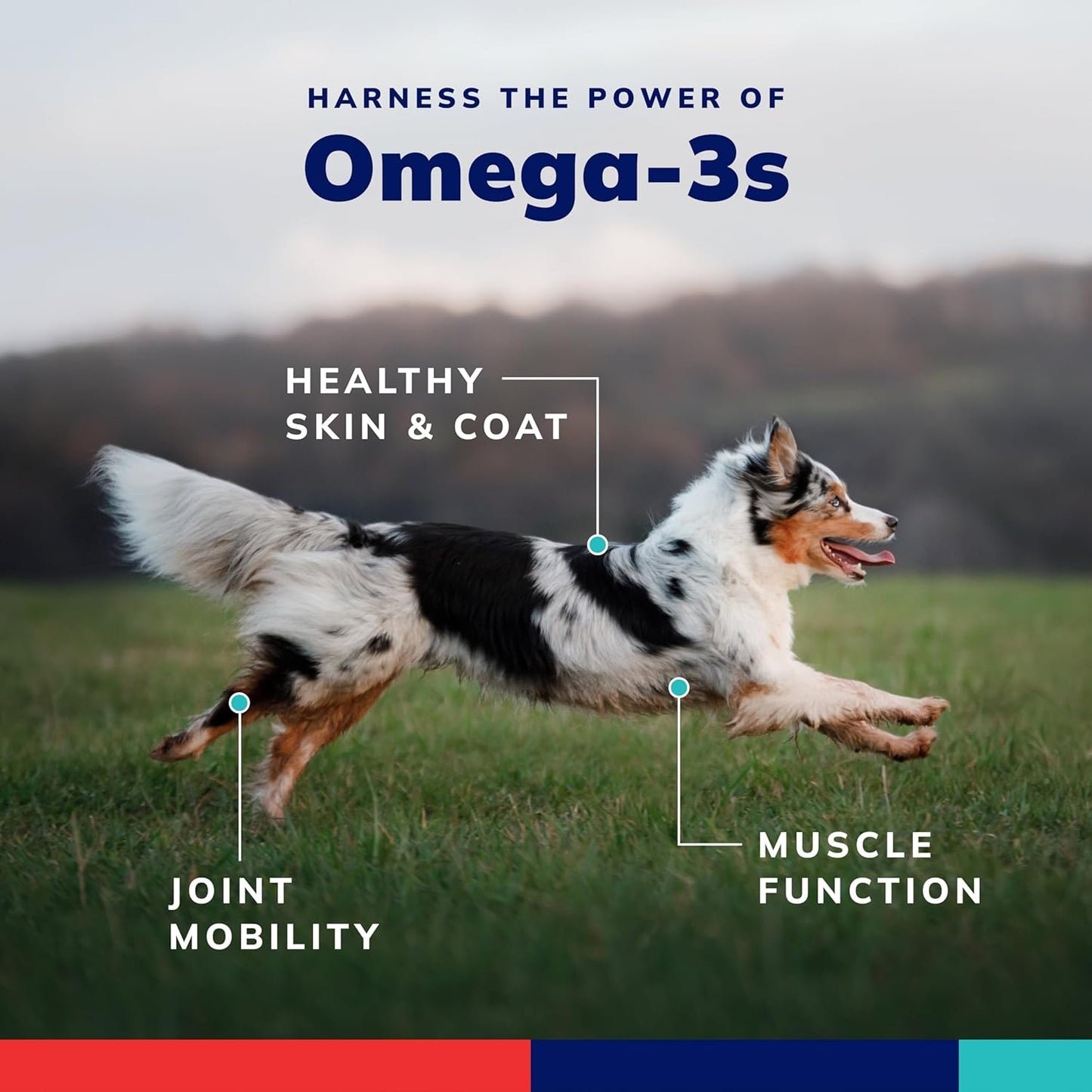 medium-dog-omega-3-and-vitamin-softgel-capsules---60-ct-31-60-lbs-by-covetrus-4