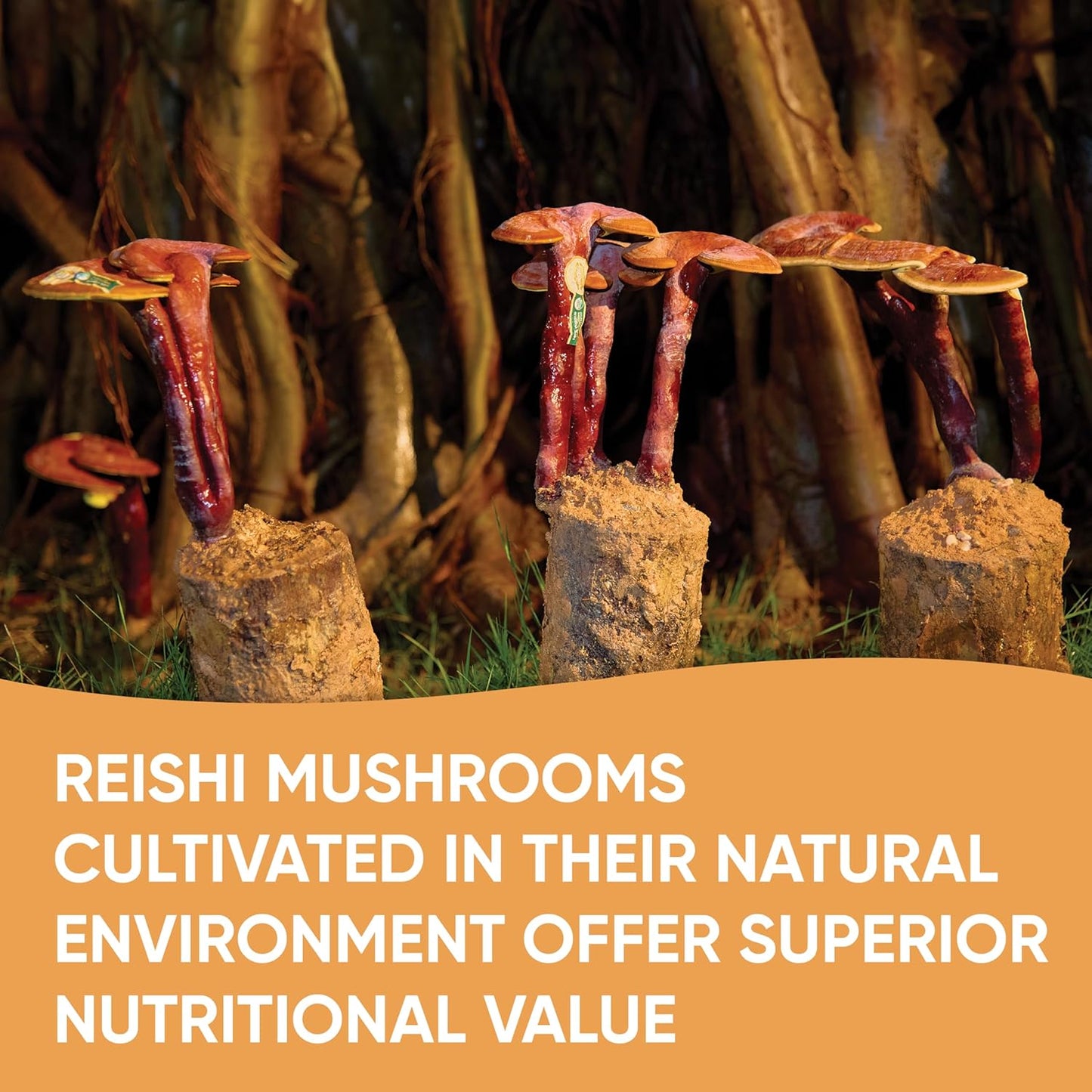 organic-reishi-coffee-dried-sliced-reishi-mushrooms-combo---pack-of-30-coffee-pods-176-oz-of-mushrooms---energy-immunity-boost---great-taste-versatile-uses-4