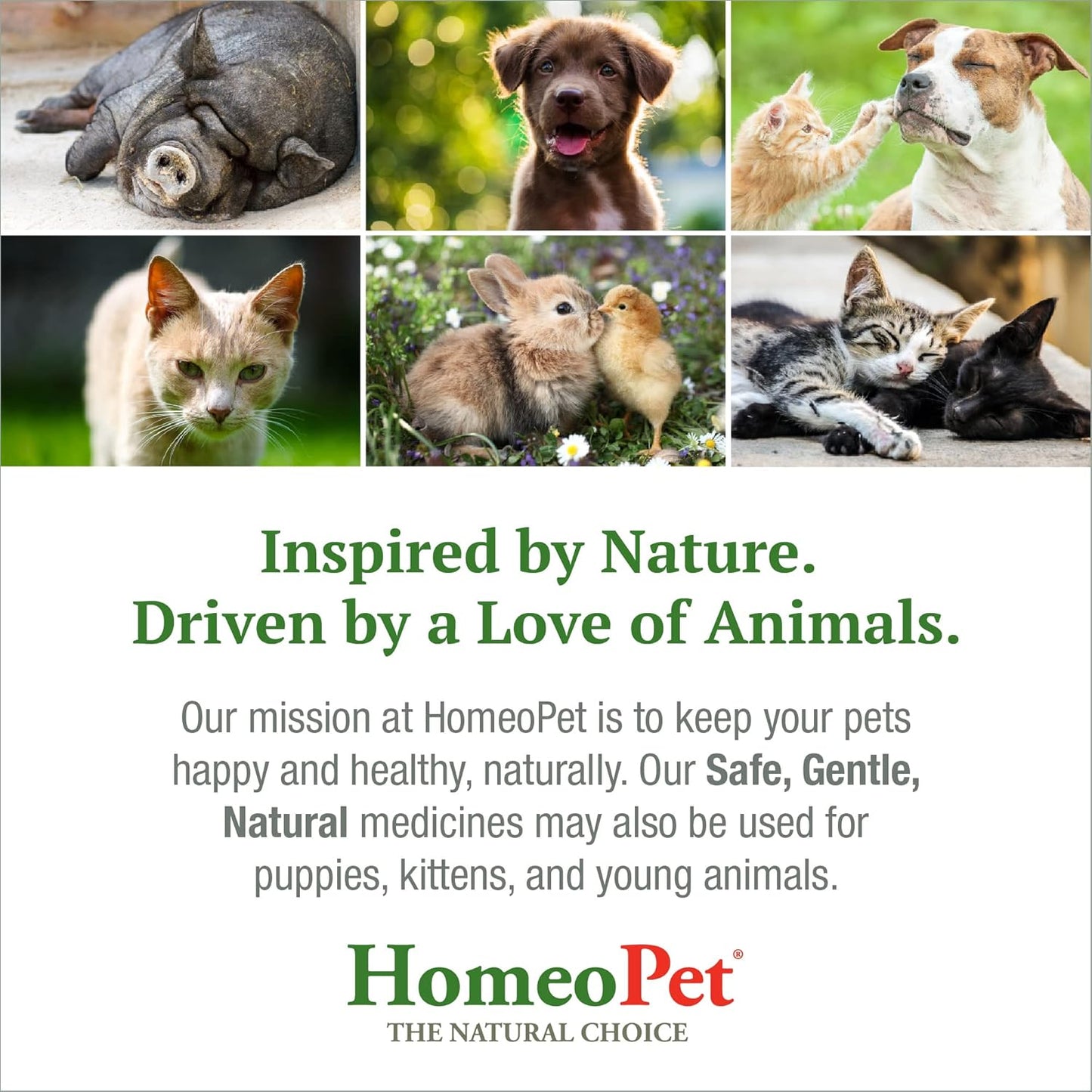 natural-homeopet-cough-medicine-for-dogs-cats-small-pets---15ml-4