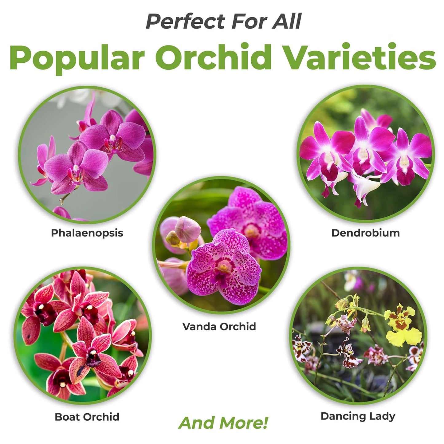 8oz-liquid-orchid-fertilizer-for-all-epiphytic-varieties---promotes-vibrant-blooms-2