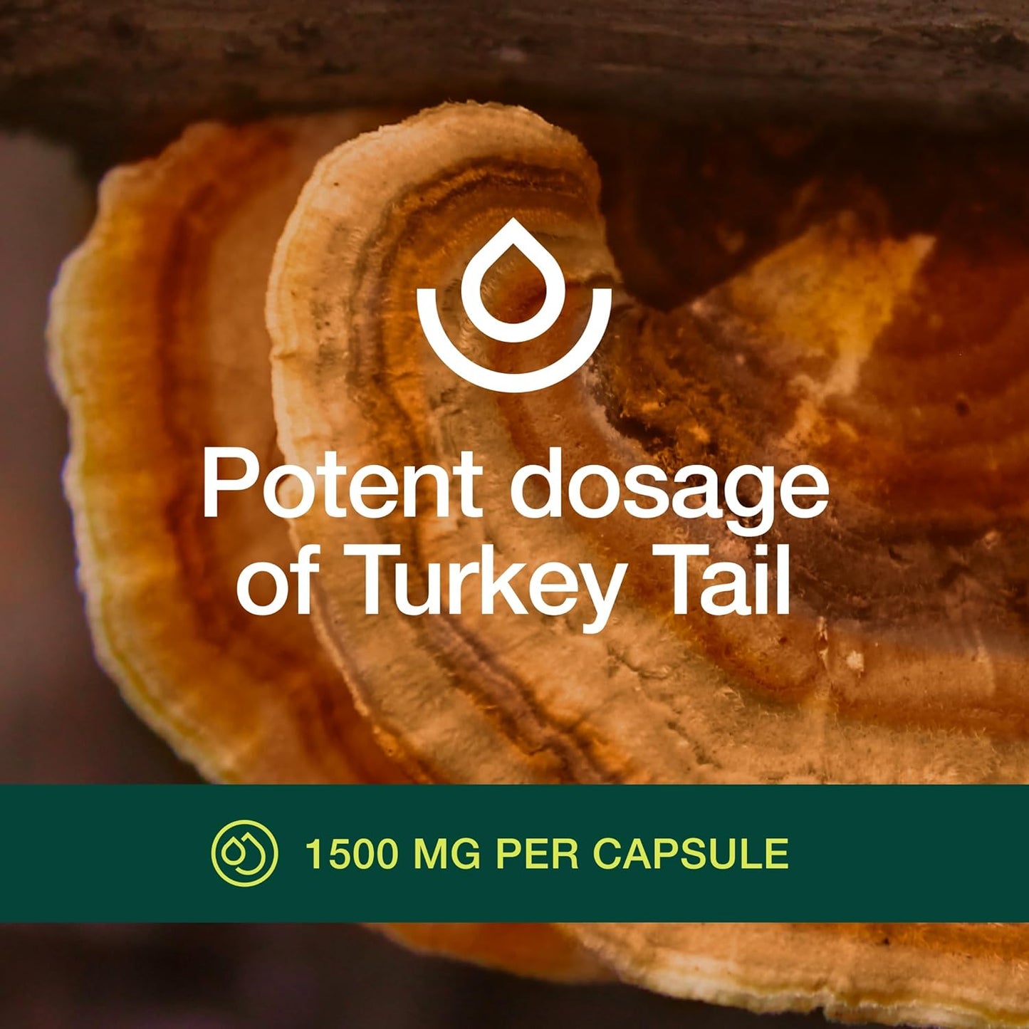 organic-turkey-tail-mushroom-extract-supplement---rich-in-beta-glucans---non-gmo-vegan-gluten-free---90-capsules-by-fresh-nutrition-5