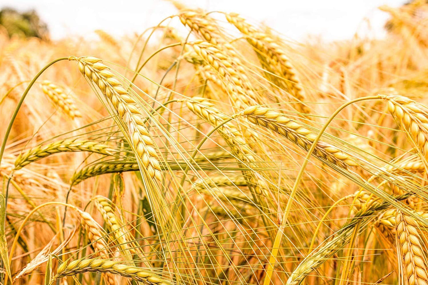 6-lbs-barley-flour---fine-powder-kosher-vegan-high-fiber-usa-product---baking-alternative-to-wheat-flour-6
