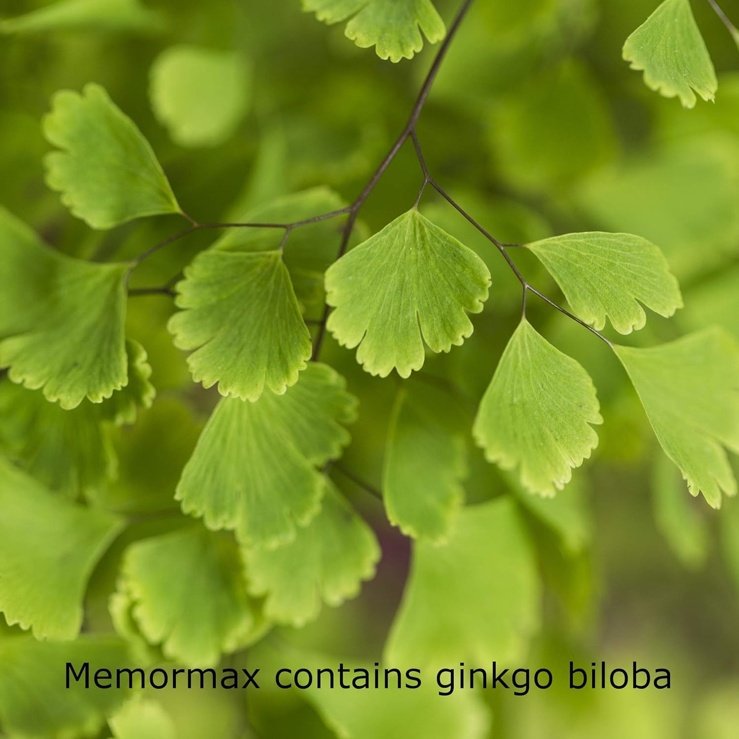 memormax-brain-supplement-with-ginkgo-biloba-bacopa-more---boost-memory-focus-mental-clarity---60-capsules-3