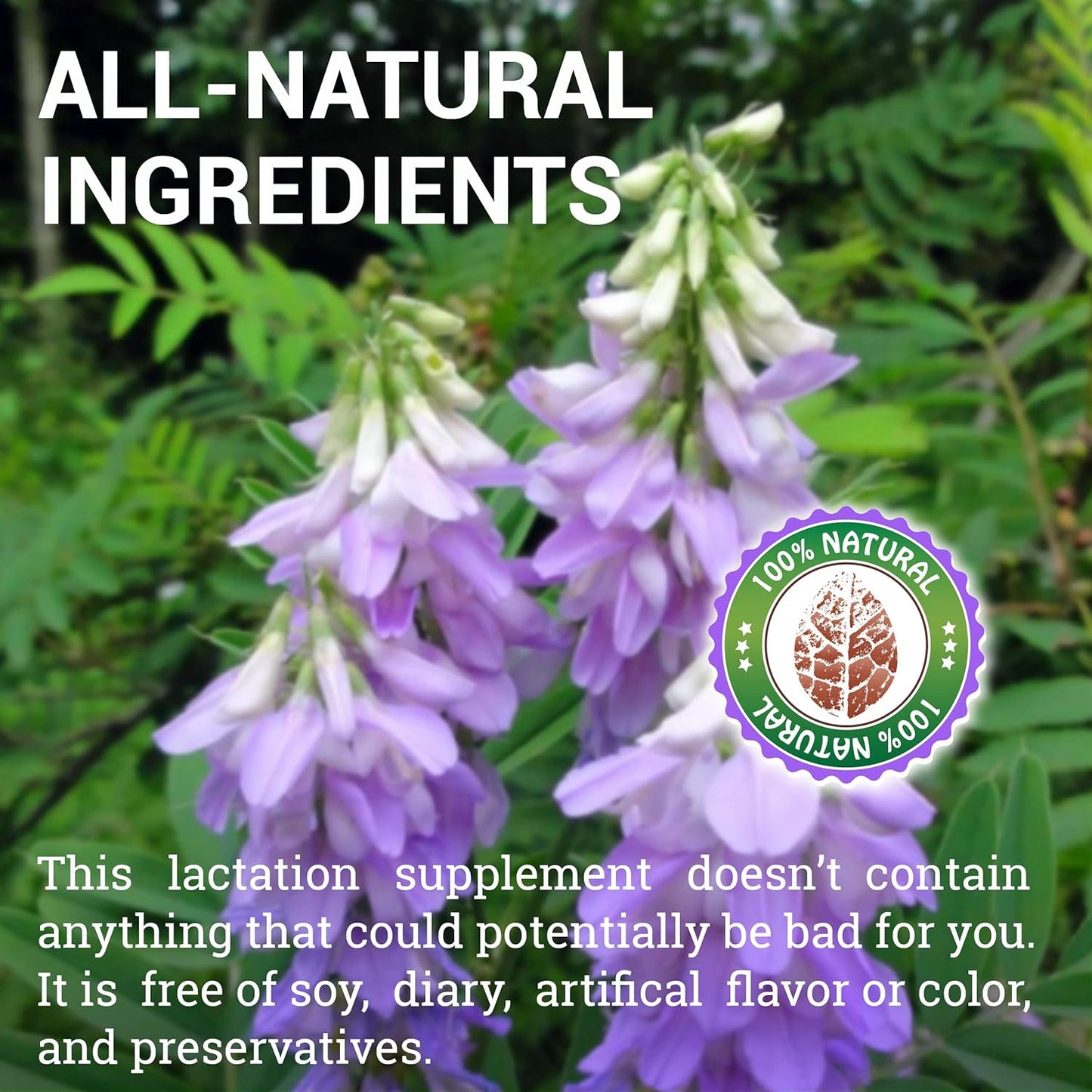 Goat’s Rue Herbal Supplement Capsules 1000mg - Breastfeeding Support - Natural Galega Officinalis - Increase Breastmilk Production - 100 Capsules - Espot.com.au