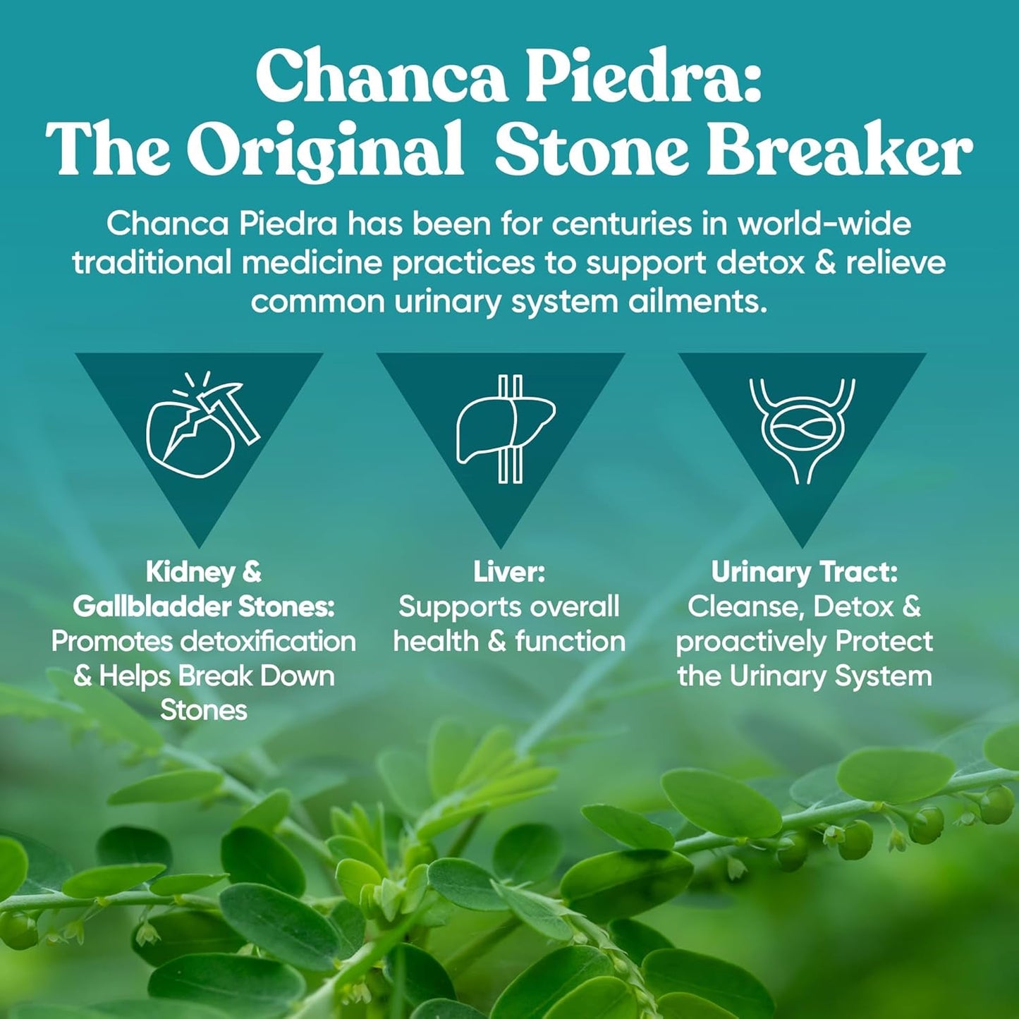 natural-kidney-cleanse-gallbladder-supplement---urinary-tract-detox---stone-breaker-impurity-flush---60-vegan-capsules-5