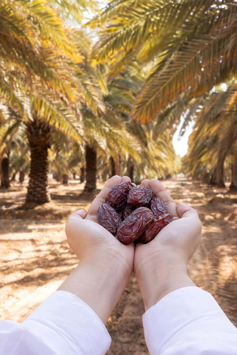 44-lbs-of-jomara-khidri-whole-dates---natural-dried-dates-for-a-healthy-snack---rich-in-fiber-and-antioxidants---vegan-gluten-free-paleo-dairy-free-5