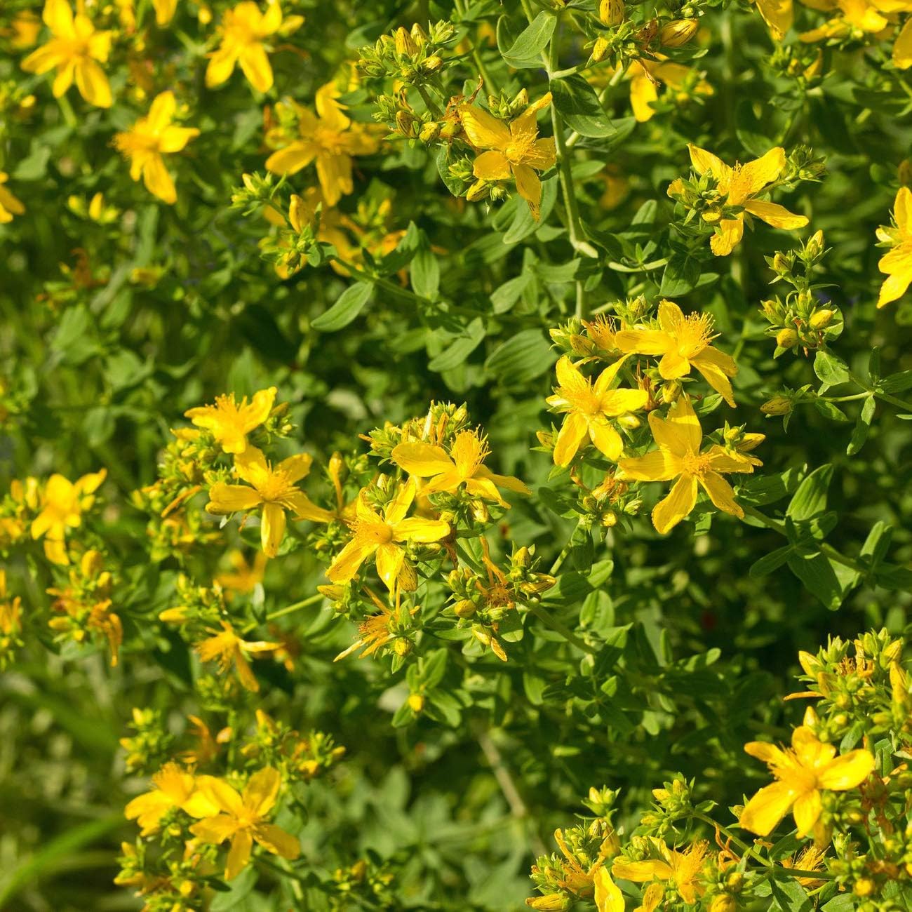 1000-seeds-of-yellow-st-johns-wort-perennial-hypericum-perforatum-for-planting---outsidepride-2