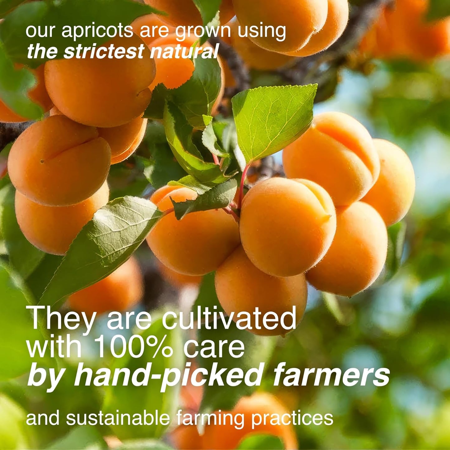 arashan-apricot-seeds---sweet-raw-apricot-kernels-from-kyrgyzstan-sundried-with-60-oil-1-lb-pack-6