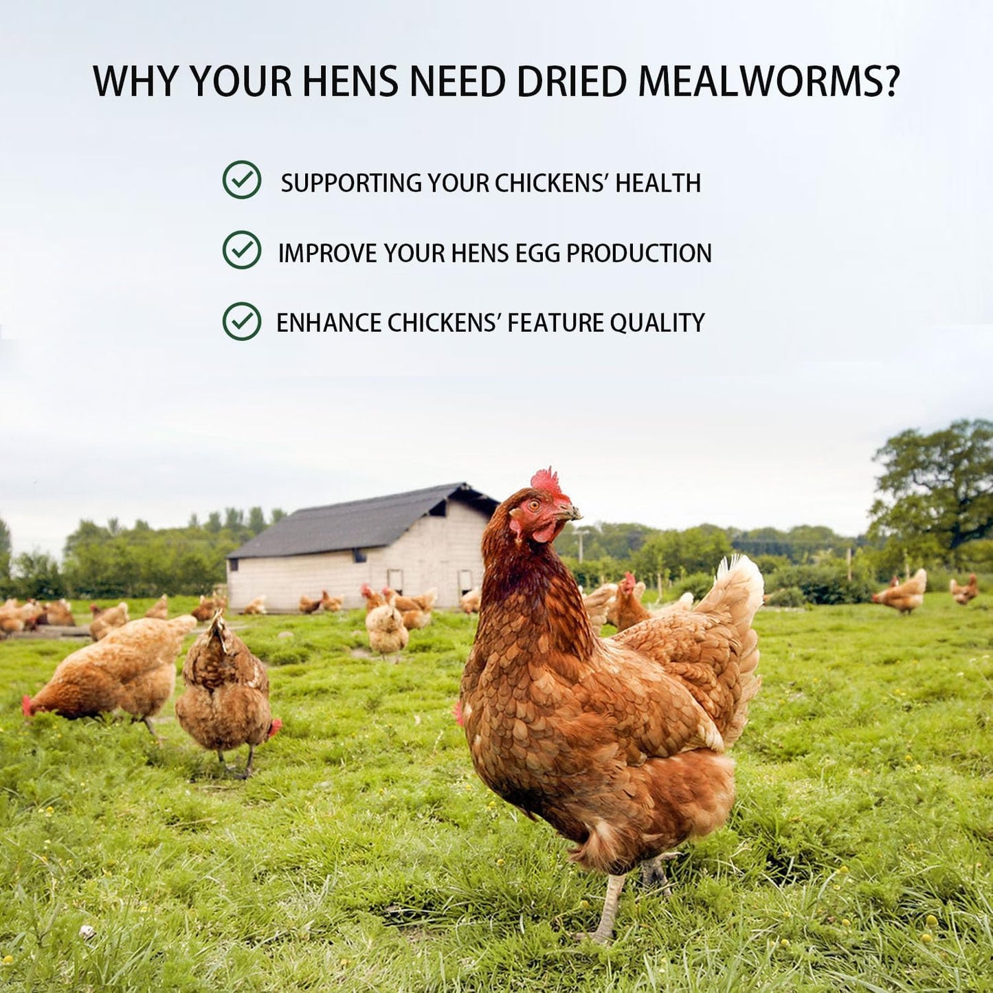 5lb-bag-of-non-gmo-dried-mealworms---high-protein-feed-for-chickens-laying-hens-and-wild-birds---pure-natural-snack-5