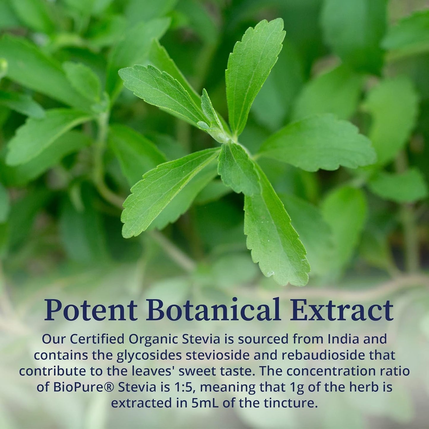 Certified Organic BioPure Stevia Extract Tincture - Immune Support & Gut Health - 2 fl oz - Espot.com.au