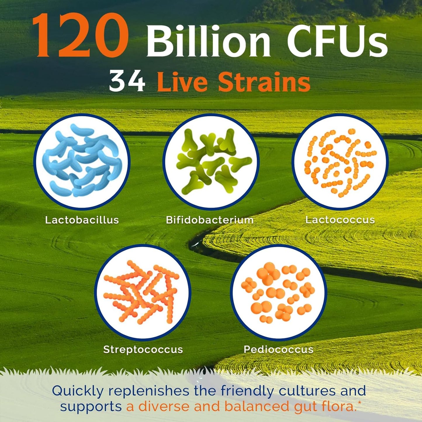 high-potency-probiotics-with-prebiotics-digestive-enzymes---120-billion-cfus-34-strains-for-immune-digestive-health---delayed-release-shelf-stable---30-vegan-capsules-for-men-women-3