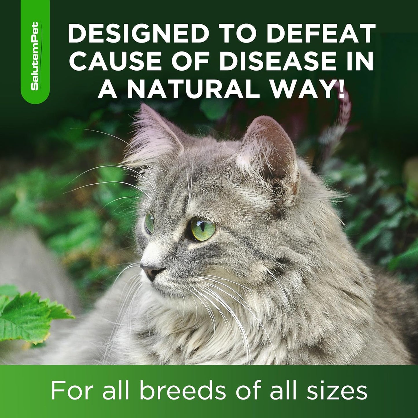 natural-chicken-flavor-salutempet-antibiotics-for-cats-and-kittens---cat-antibiotic-for-allergies-utis-digestive-health---2-oz-6