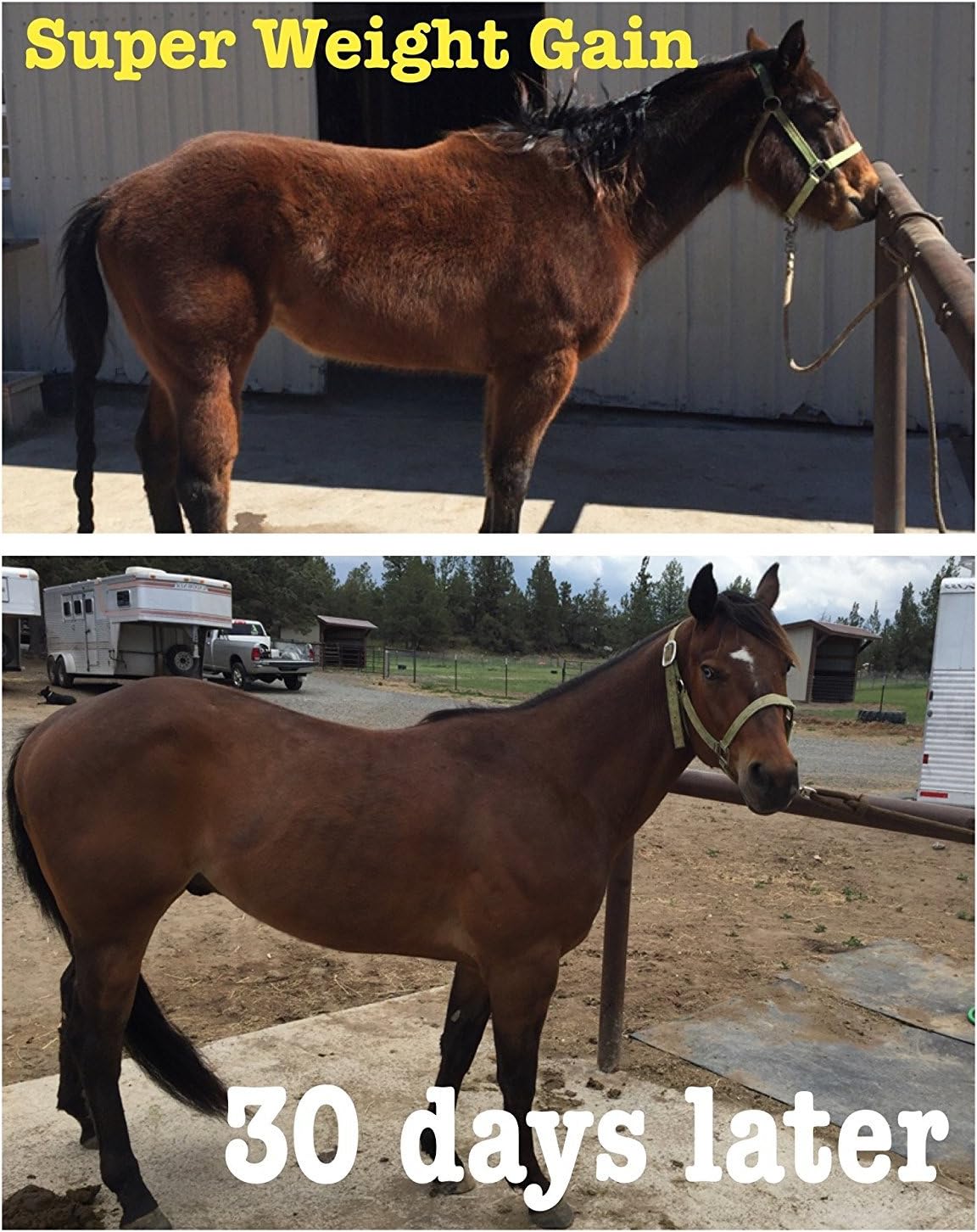 Equine Vitamin Mineral & Probiotic Weight Gain Supplement - 40 lb Horse Guard Super Weight Gain - Espot.com.au