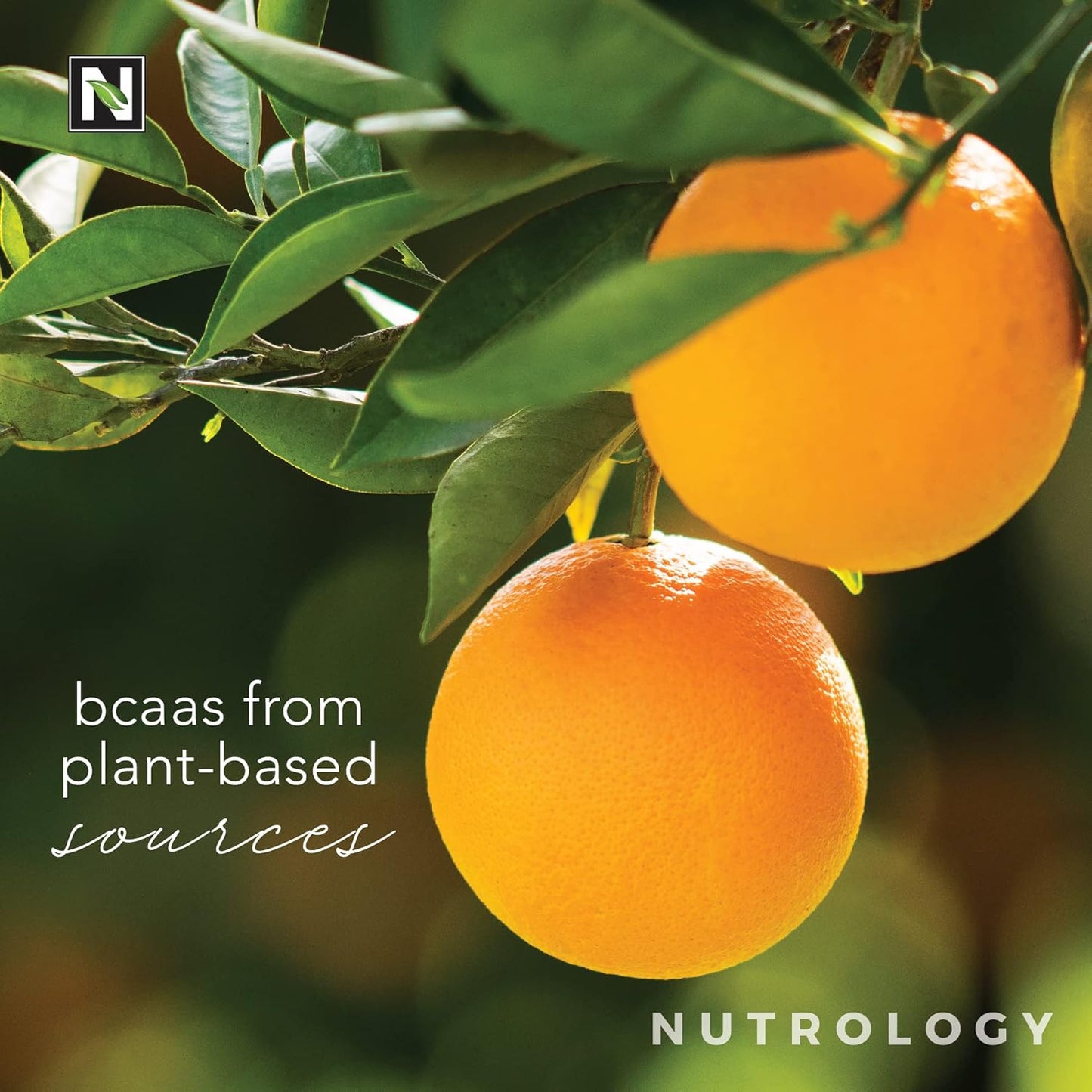 nutrology-grass-fed-whey-protein-powder-in-creamy-chocolate-plant-based-bcaa-powder-in-orange-coconut-flavor-bundle-9