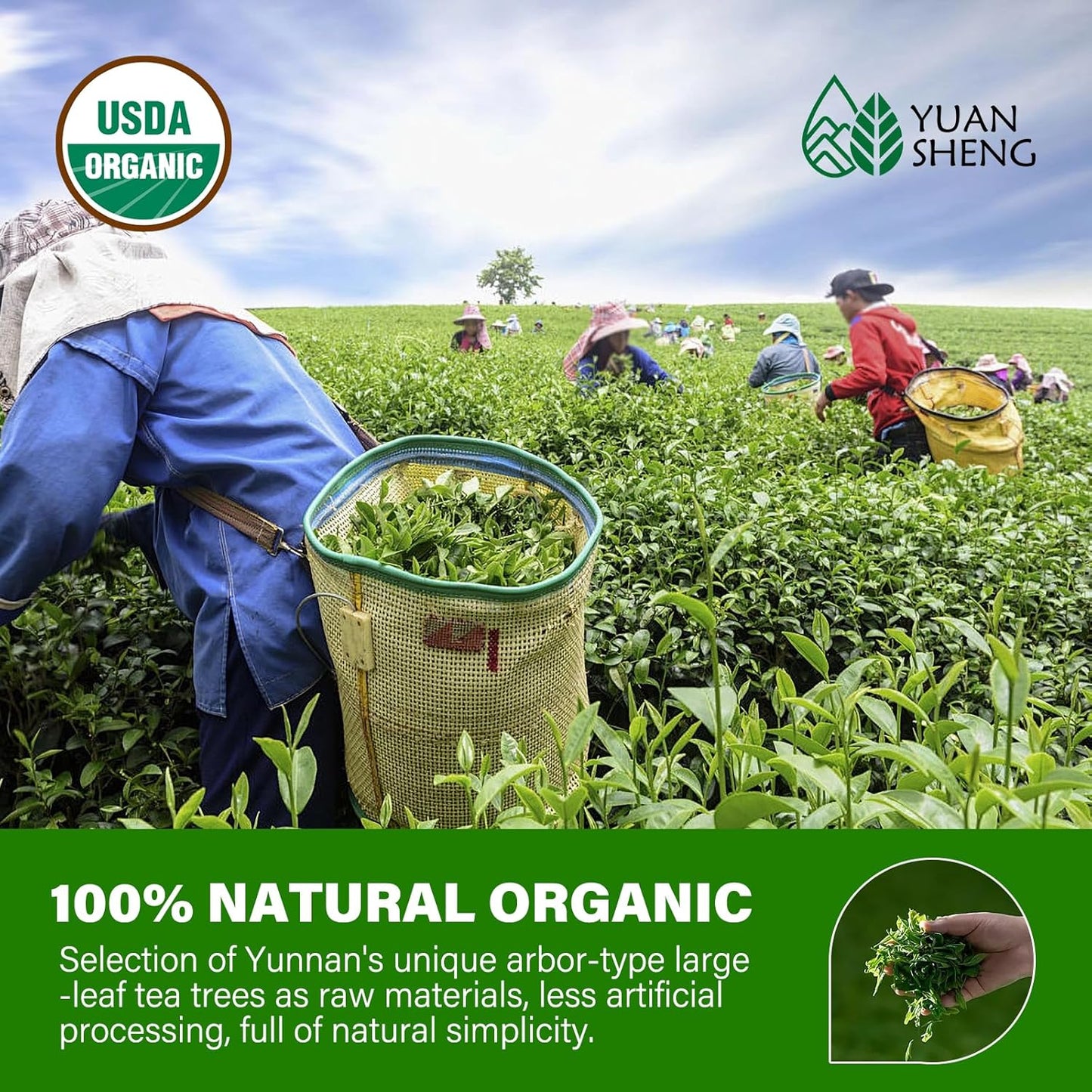 organic-chinese-silver-needle-white-tea-loose-leaf---premium-silver-tips-pekoe-flavor-high-in-antioxidants---21-oz-pack-2