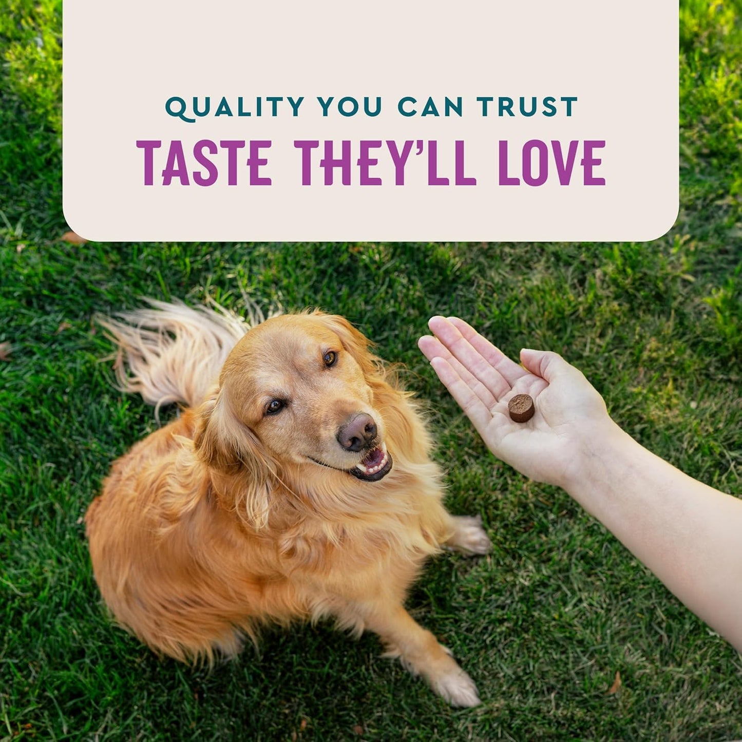 USA-Made VetIQ Calming Chews for Dogs, 60 Count - Stress & Anxiety Relief Supplement to Promote Relaxation & Manage Anxiety - Espot.com.au