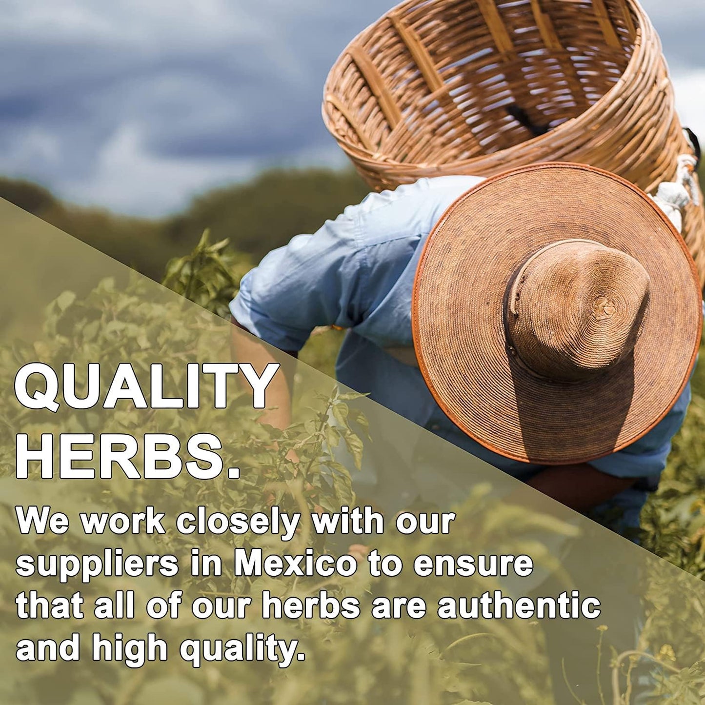 8oz Evergreen Herbs Wereque (Wereke) Powder - Ibervillea Sonorae Huereque Guareque Wareki Choyalhuani - Freshness Guaranteed with Tamper Proof Seal - Espot.com.au