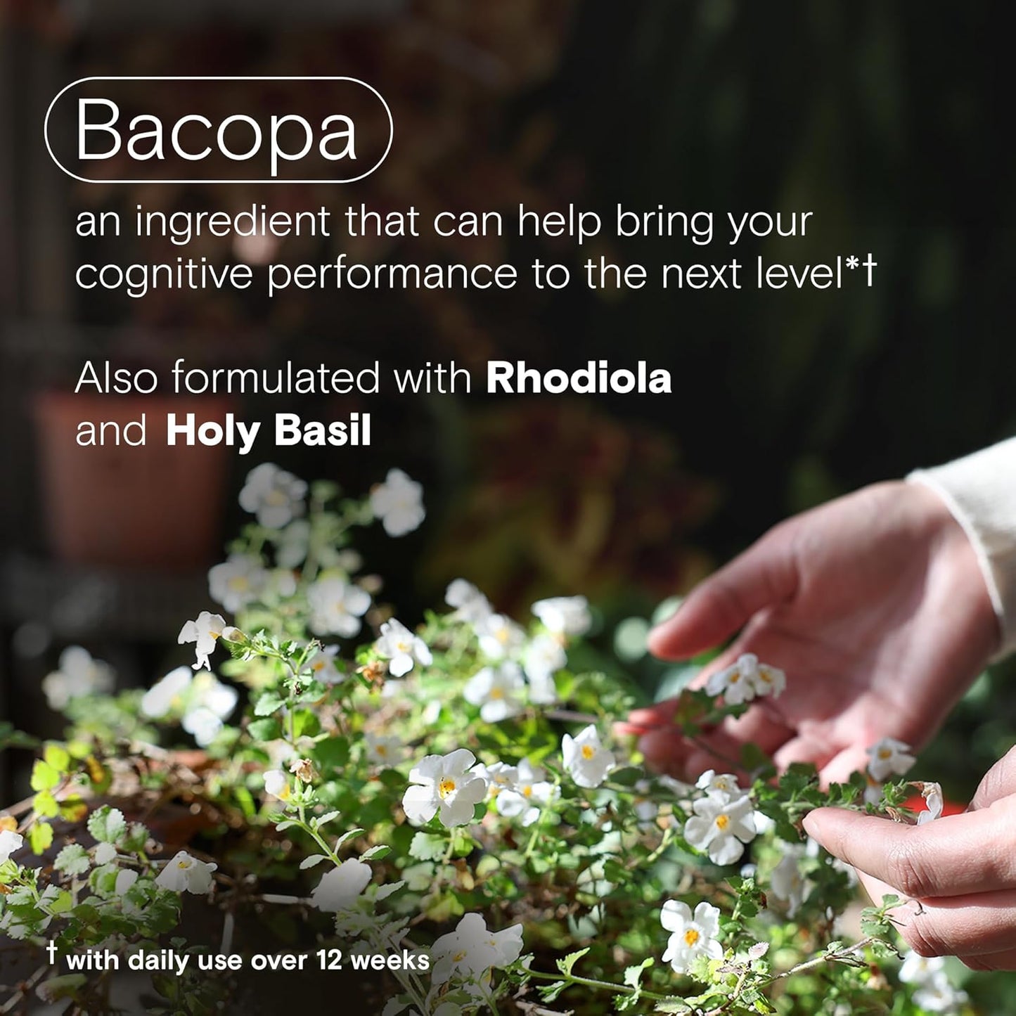 cognitive-performance-support-supplement-with-bacopa-rhodiola-holy-basil-for-men-and-women---30-capsules-4