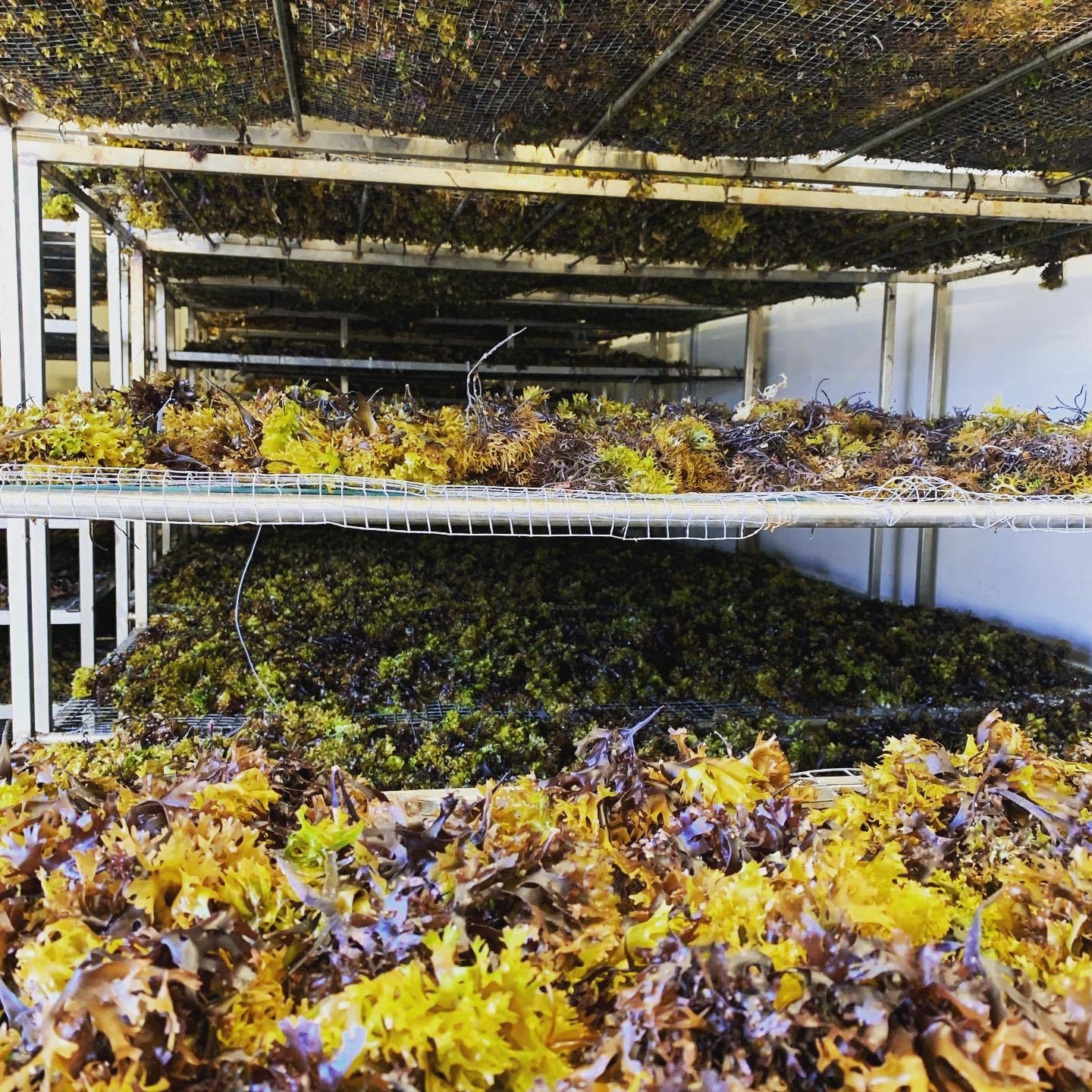 organic-irish-sea-moss-from-ireland-wildcrafted-chondrus-crispus-raw-irish-moss-golden-color-7