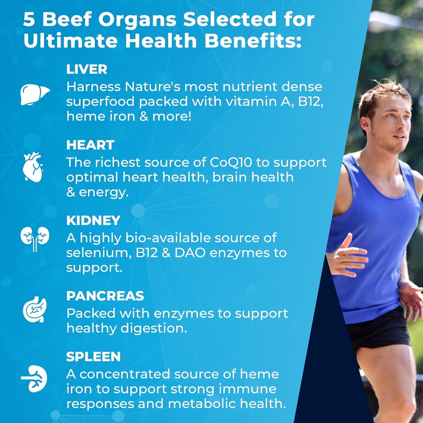 premium-grass-fed-beef-organs-supplement-for-energy-wellness---liver-heart-kidney-pancreas-spleen---non-gmo---180-capsules-3