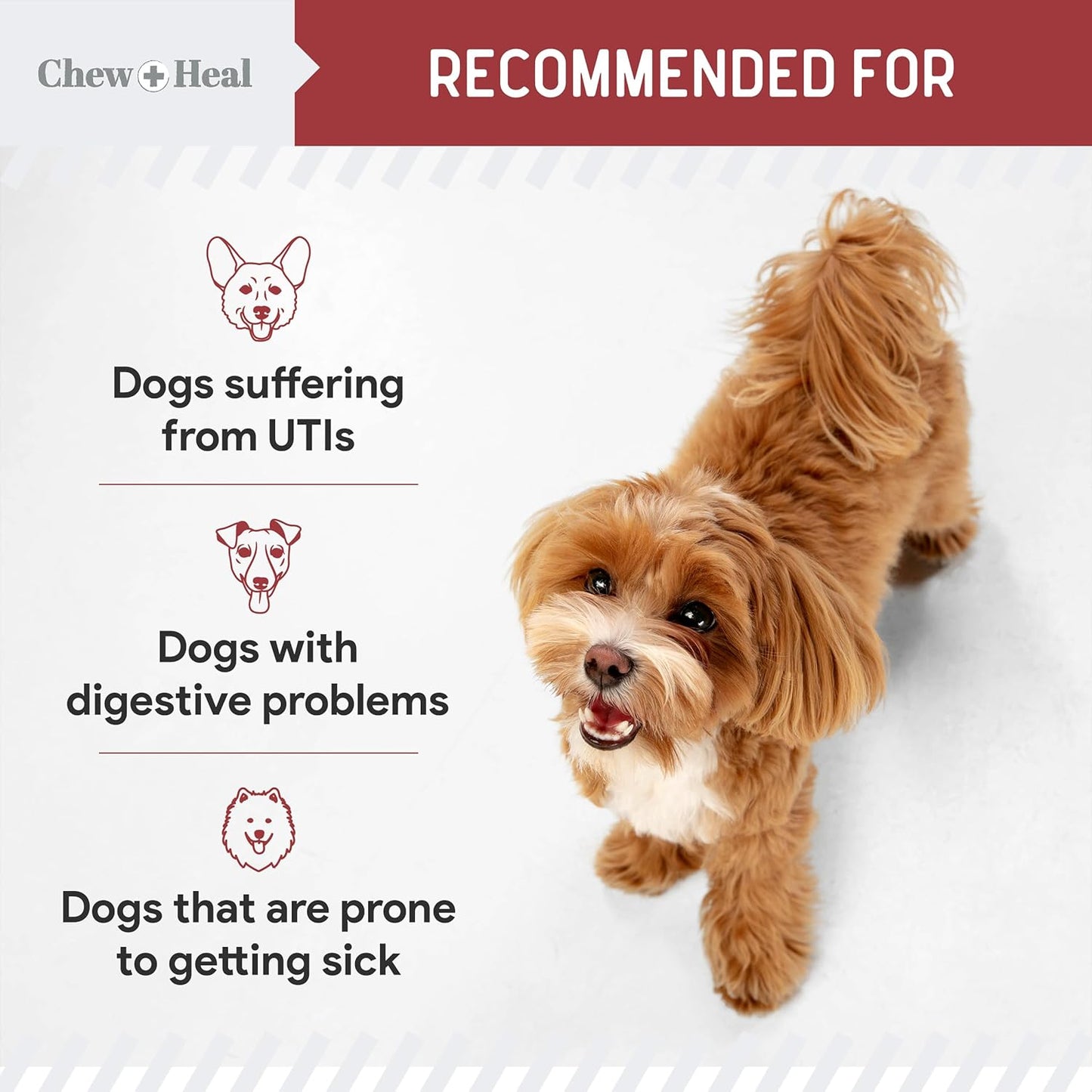 chew-heal-labs-cranberry-uti-treatment-soft-chews-for-dogs---240-count---supports-urinary-tract-health---with-echinacea-vitamin-c-6