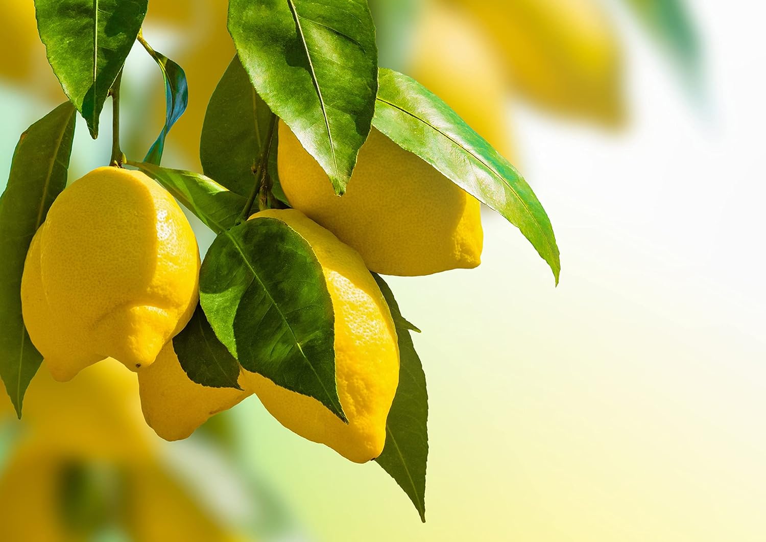 Organic Lemon Powder 8 oz - Non-GMO, Unsulfured, Raw Dried Citrus Fruit, Vegan, Bulk, Ideal for Baking, Juices, Smoothies, Yogurts - Contains Maltodextrin, No Sulphites - Espot.com.au