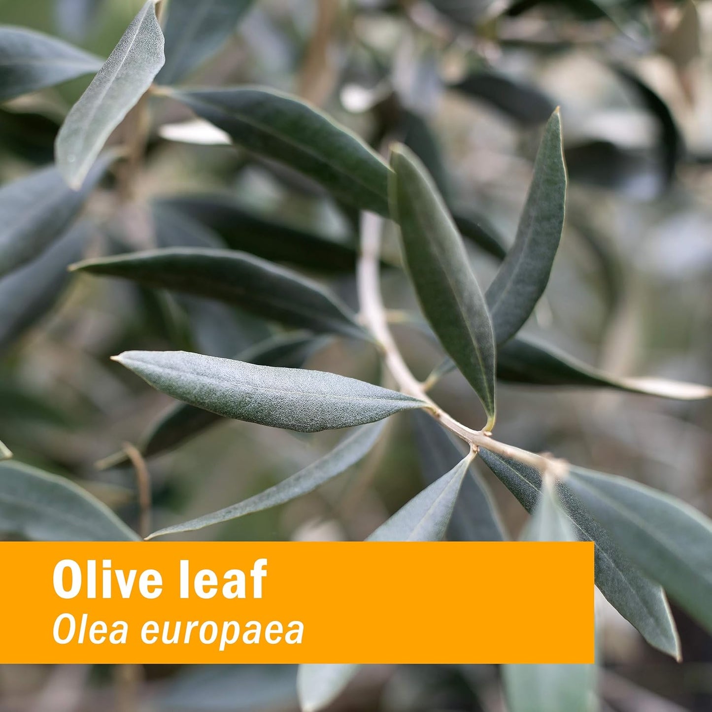 certified-organic-olive-leaf-liquid-extract---immune-system-support---1-ounce-3