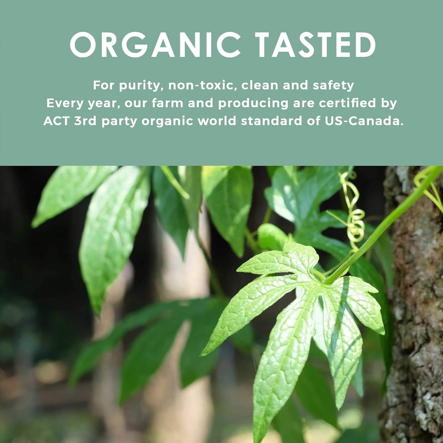 certified-organic-jiaogulan-tea---loose-leaf---caffeine-free---352-oz-from-local-thai-farmer---eternal-life-herb---northlandtea-6