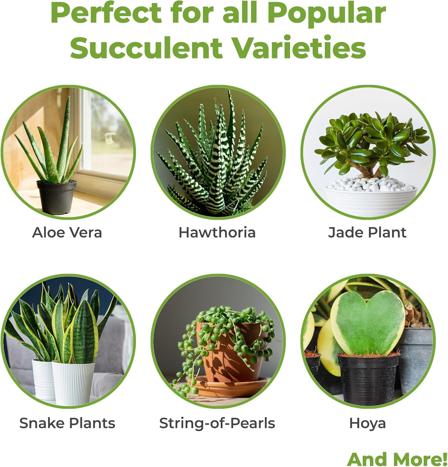 5oz-succulent-and-cactus-fertilizer---gentle-plant-food-for-live-succulents-cacti-desert-houseplants---long-lasting-formula-by-perfect-plants-2