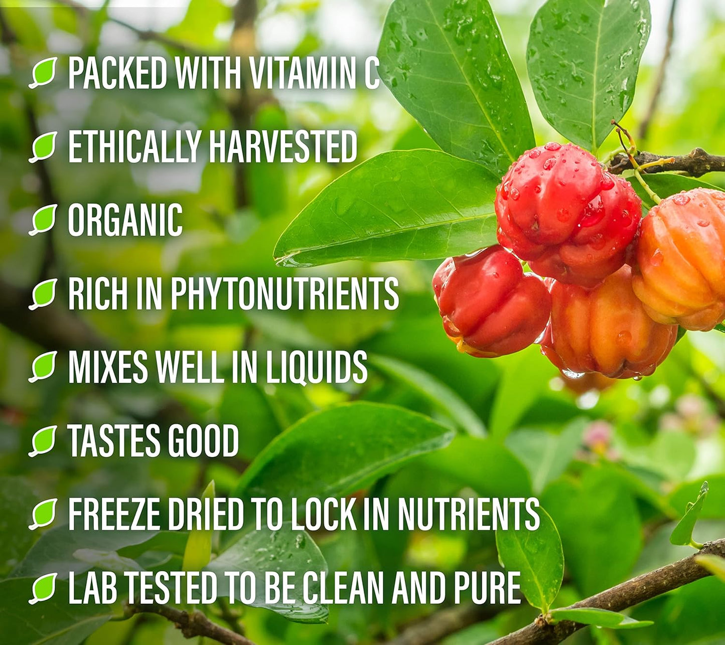 100% Pure Acerola Cherry Powder - 156g Superfood for Immune System Support - Natural Vitamin C Supplement by Perfect Supplements - Espot.com.au