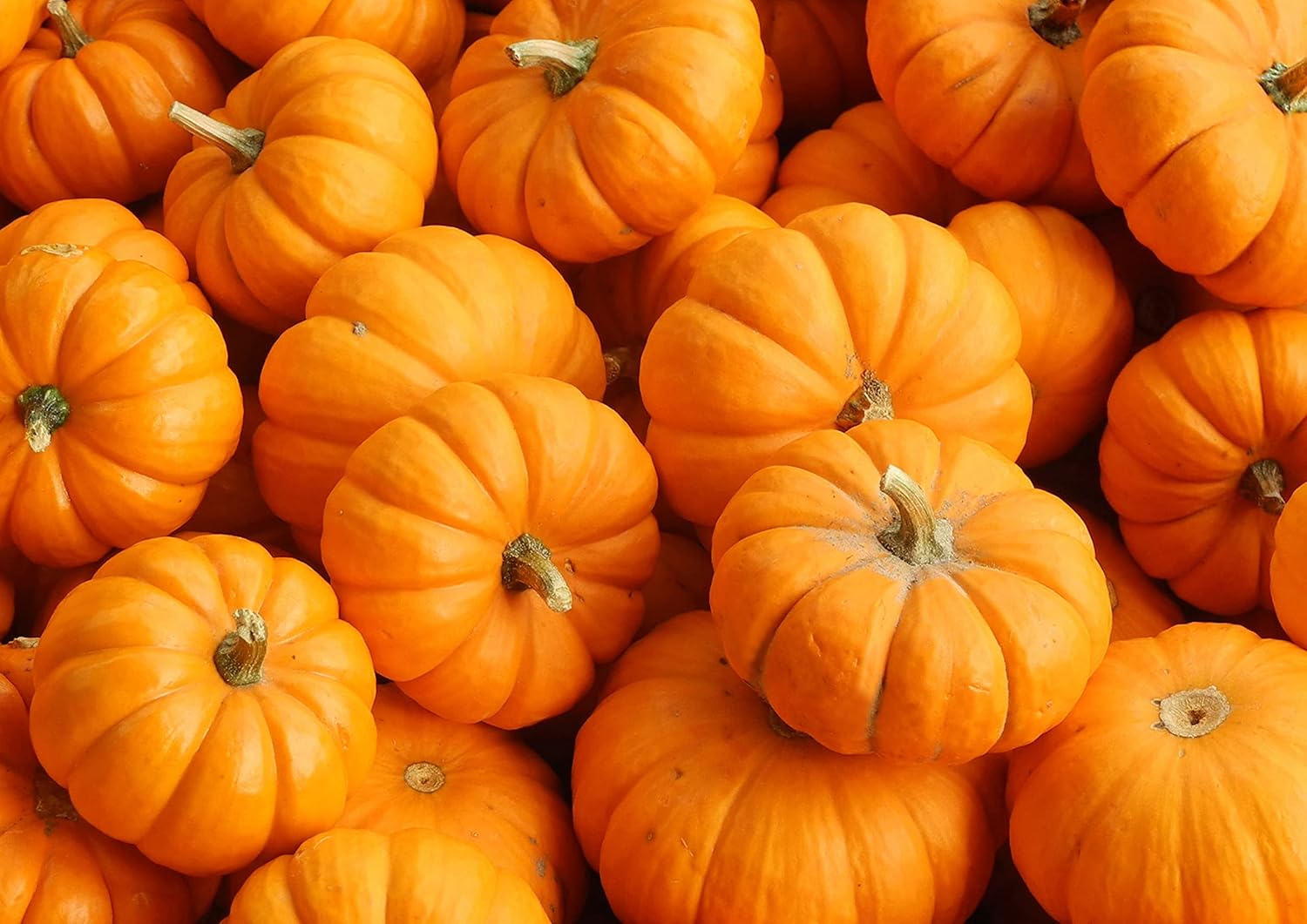 organic-pumpkin-fruit-powder---non-gmo-100-pure-vegan-rich-in-fiber-b-vitamins-for-pumpkin-latte-baking-porridge-7