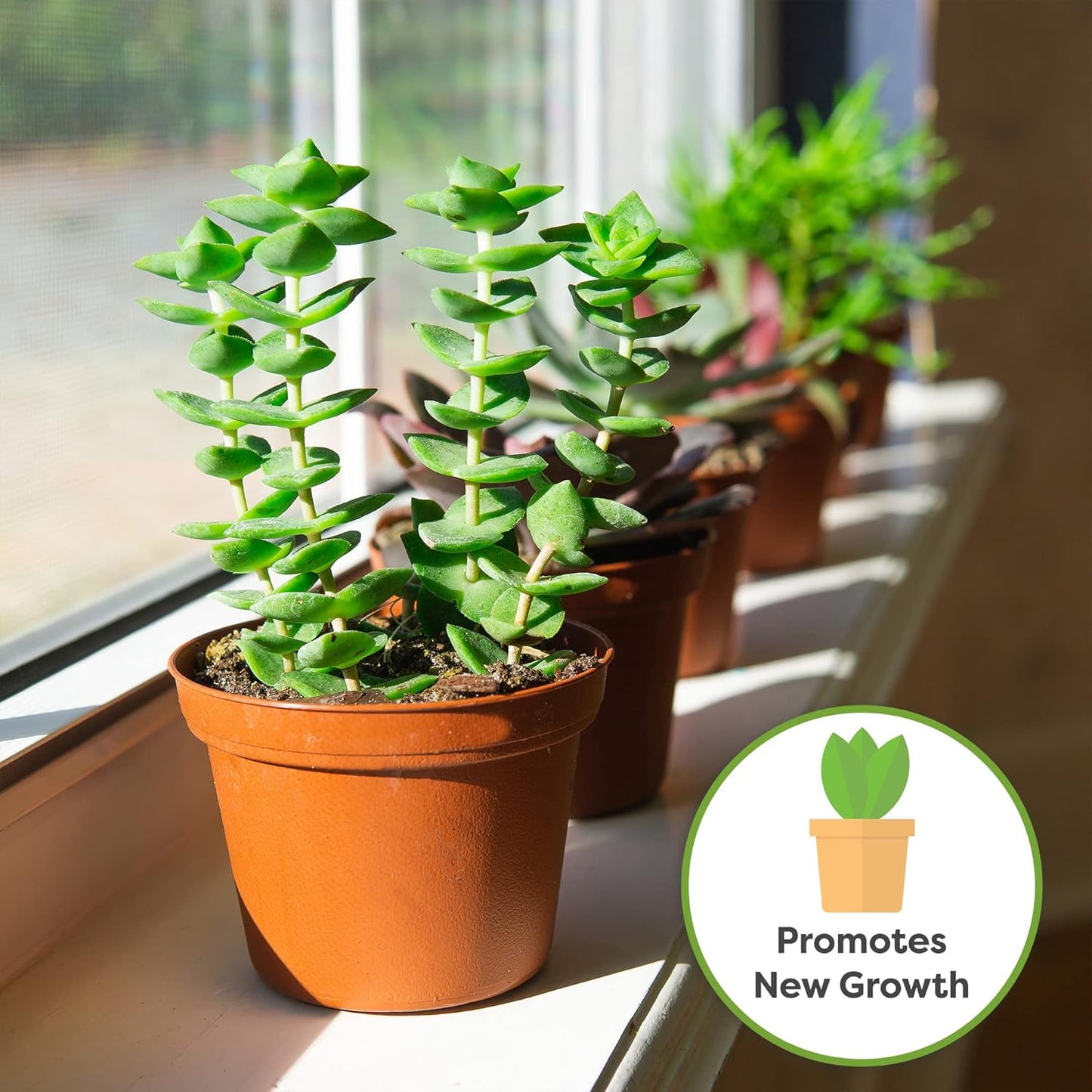 5oz-succulent-and-cactus-fertilizer---gentle-plant-food-for-live-succulents-cacti-desert-houseplants---long-lasting-formula-by-perfect-plants-5