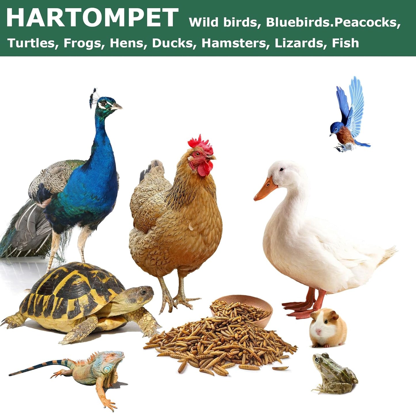 5-lbs-grubsfarm-hartompet-black-soldier-fly-larvae---high-calcium-chicken-feed-additive---non-gmo-treats-for-hens-ducks-wild-birds---superior-to-dried-mealworms-8