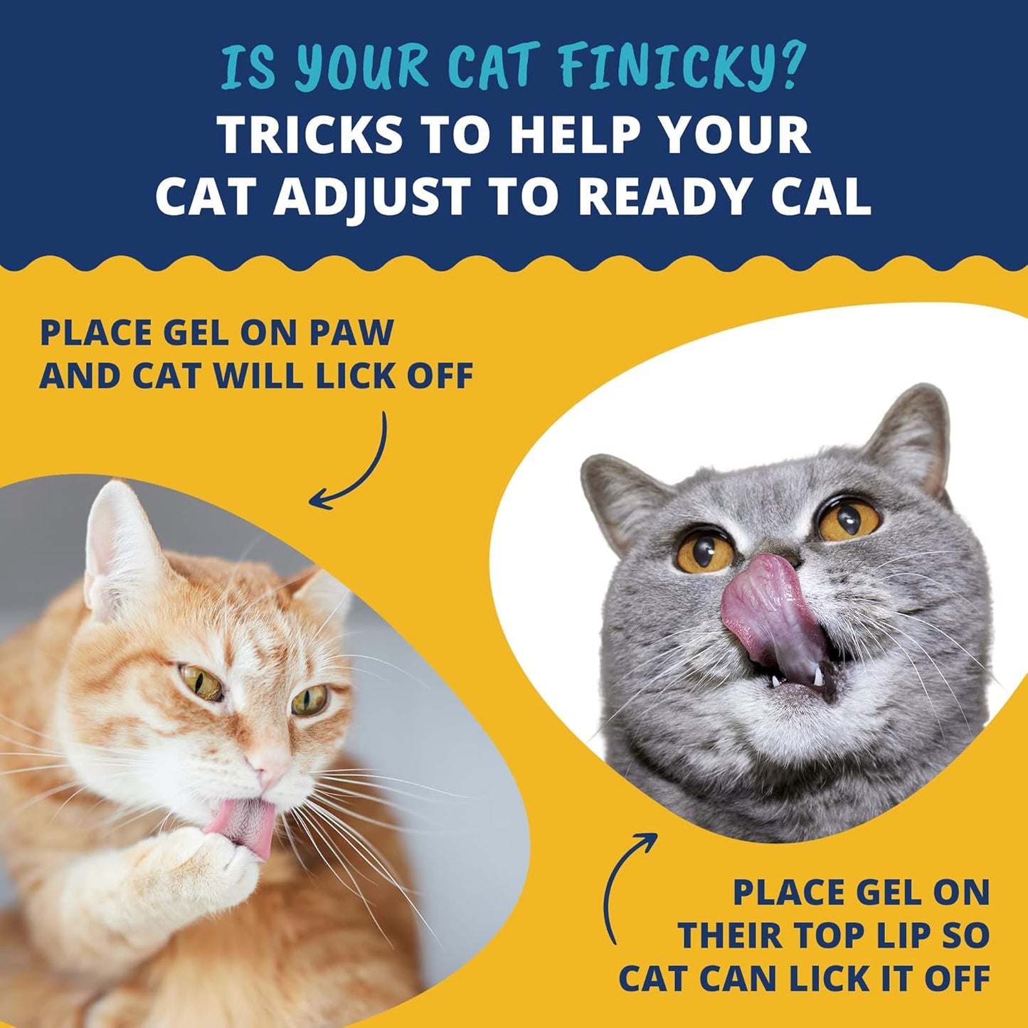high-calorie-cat-supplement---ready-cal-100cc-weight-gainer-calorie-booster-10-vitamins-7-minerals-omega-fatty-acids-4