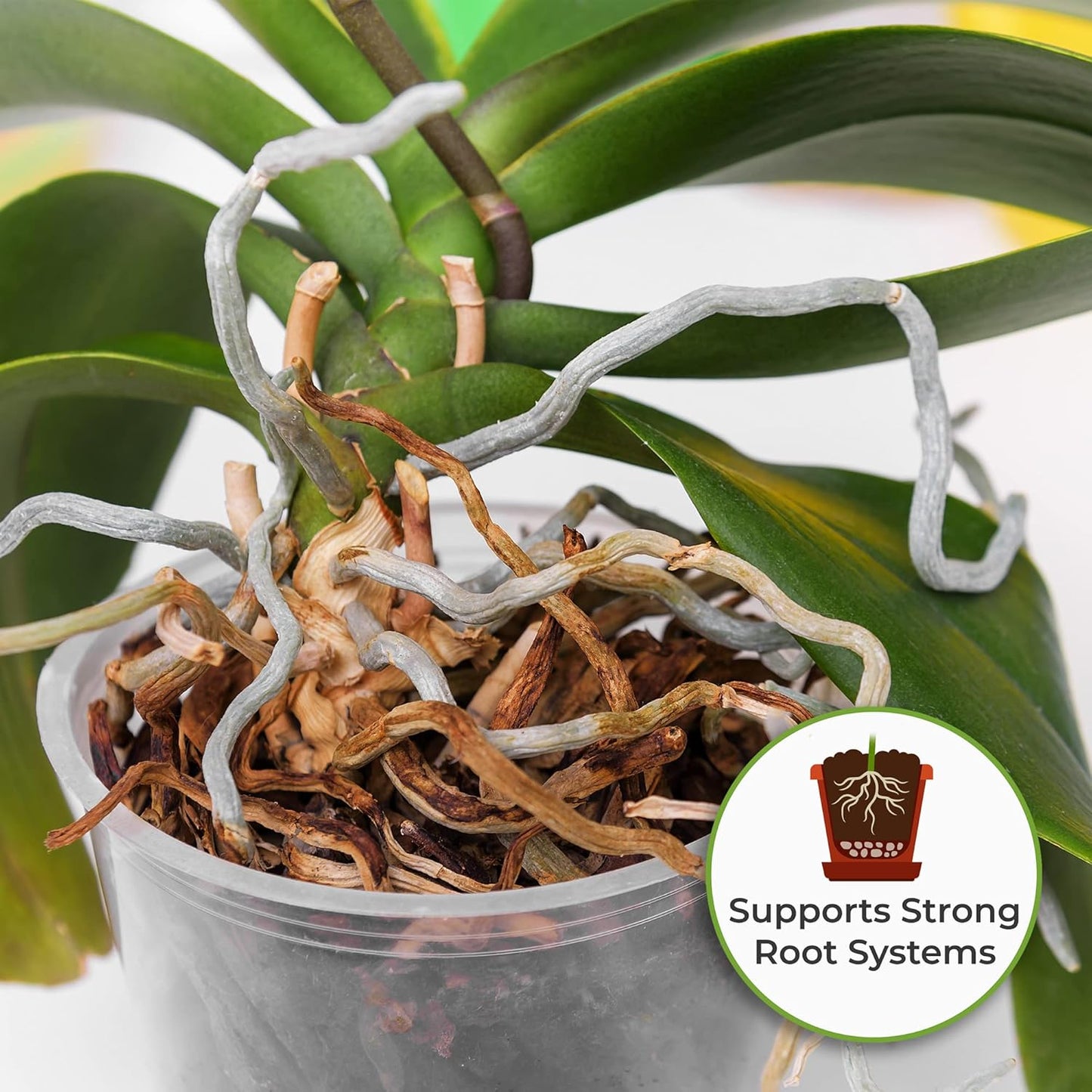 8oz-liquid-orchid-fertilizer-for-all-epiphytic-varieties---promotes-vibrant-blooms-3