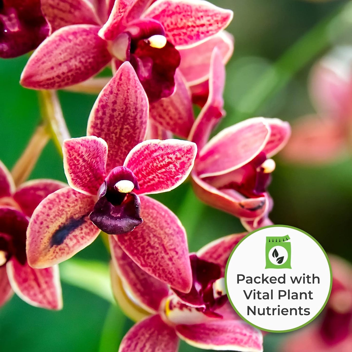 8oz-liquid-orchid-fertilizer-for-all-epiphytic-varieties---promotes-vibrant-blooms-5