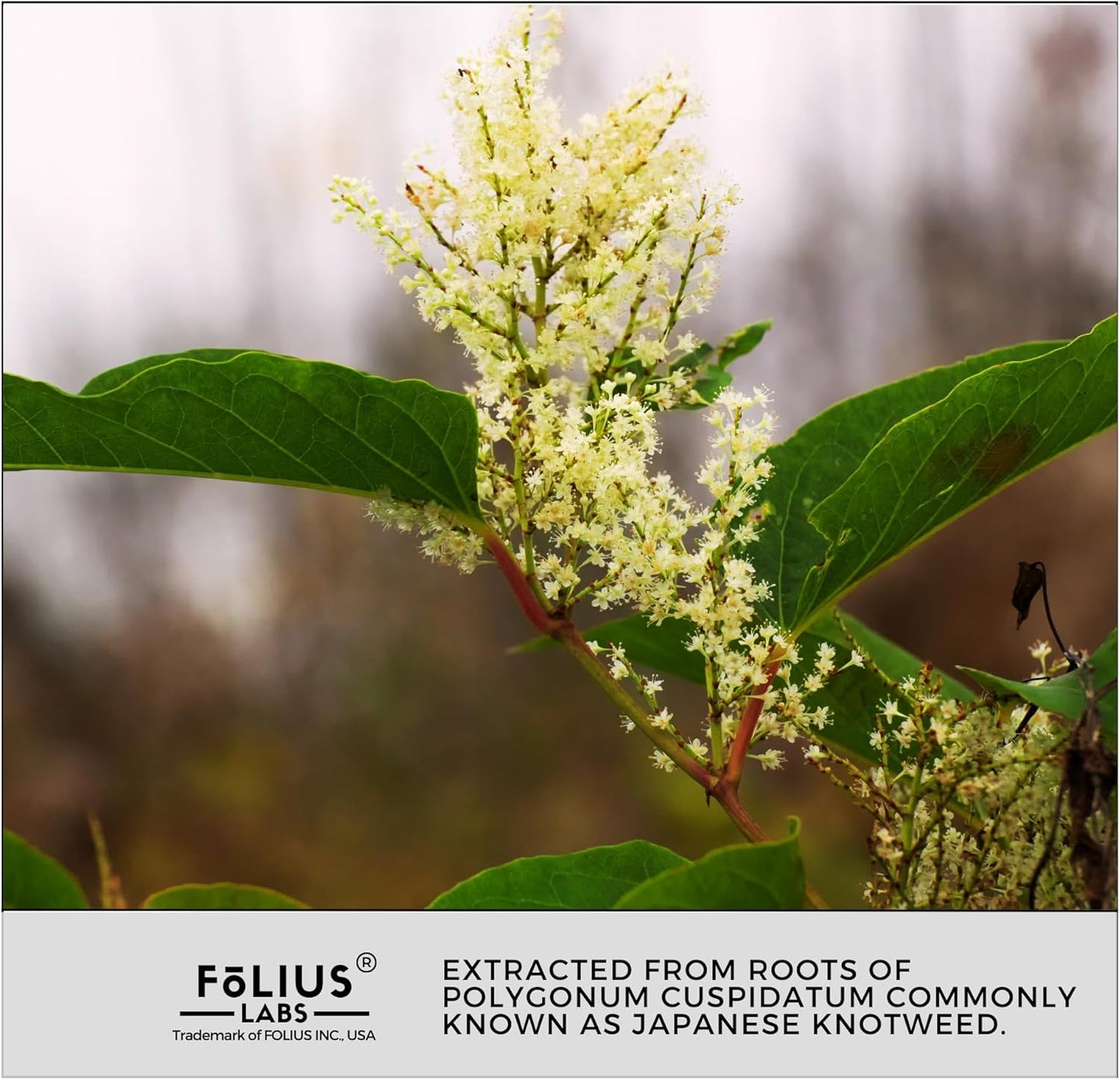 High Potency Trans-Resveratrol Capsules with Japanese Knotweed Extract - 99% Purity - Immunity and Healthy Aging Support - 120 Count Resveratrol Supplement by FOLIUS LABS - Espot.com.au