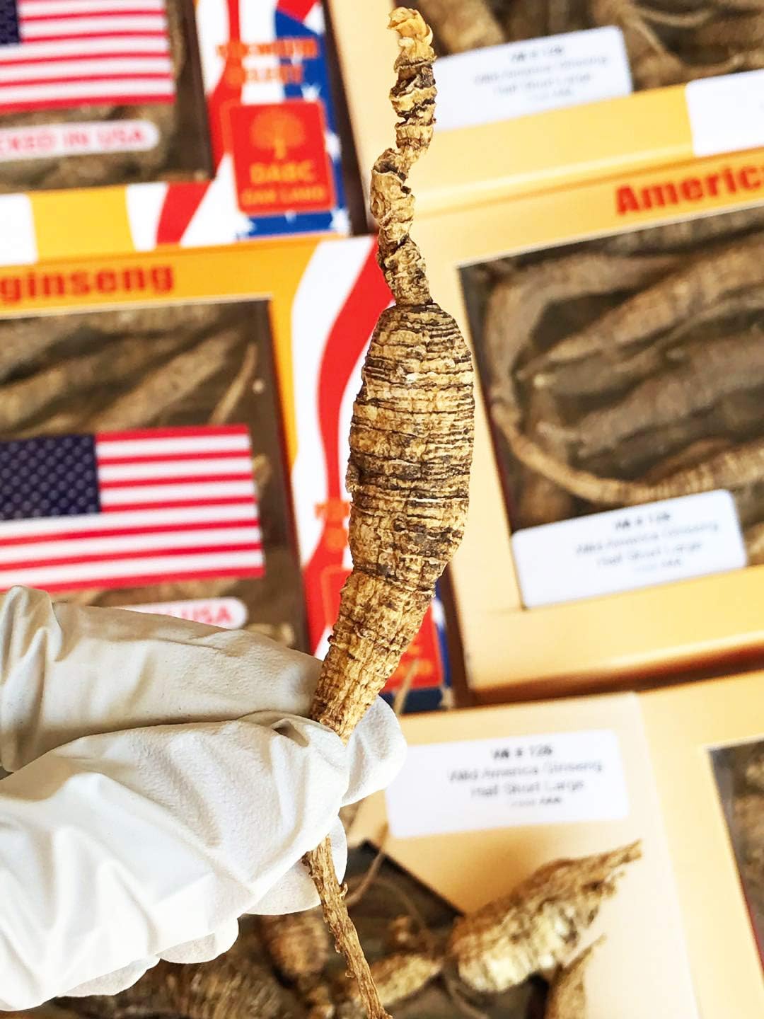 8OZ Box of Wisconsin Wild Ginseng Roots, Hand-Selected 15-20 Years Aged American Ginseng - Cultivated WI 126# Whole Ginseng Root - 美国威斯康辛州野生西洋参