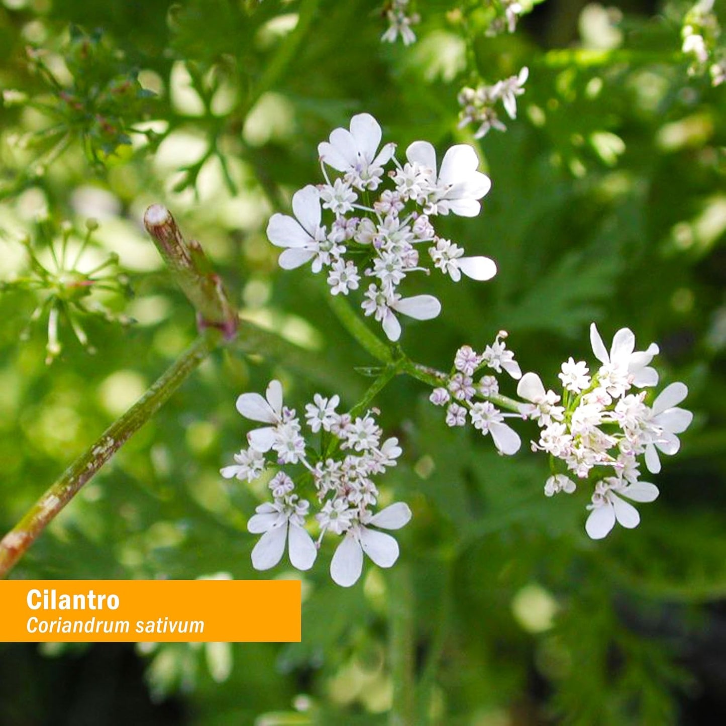 organic-cilantro-extract-for-cleansing-detox-support---1oz-bottle-by-herb-pharm-2
