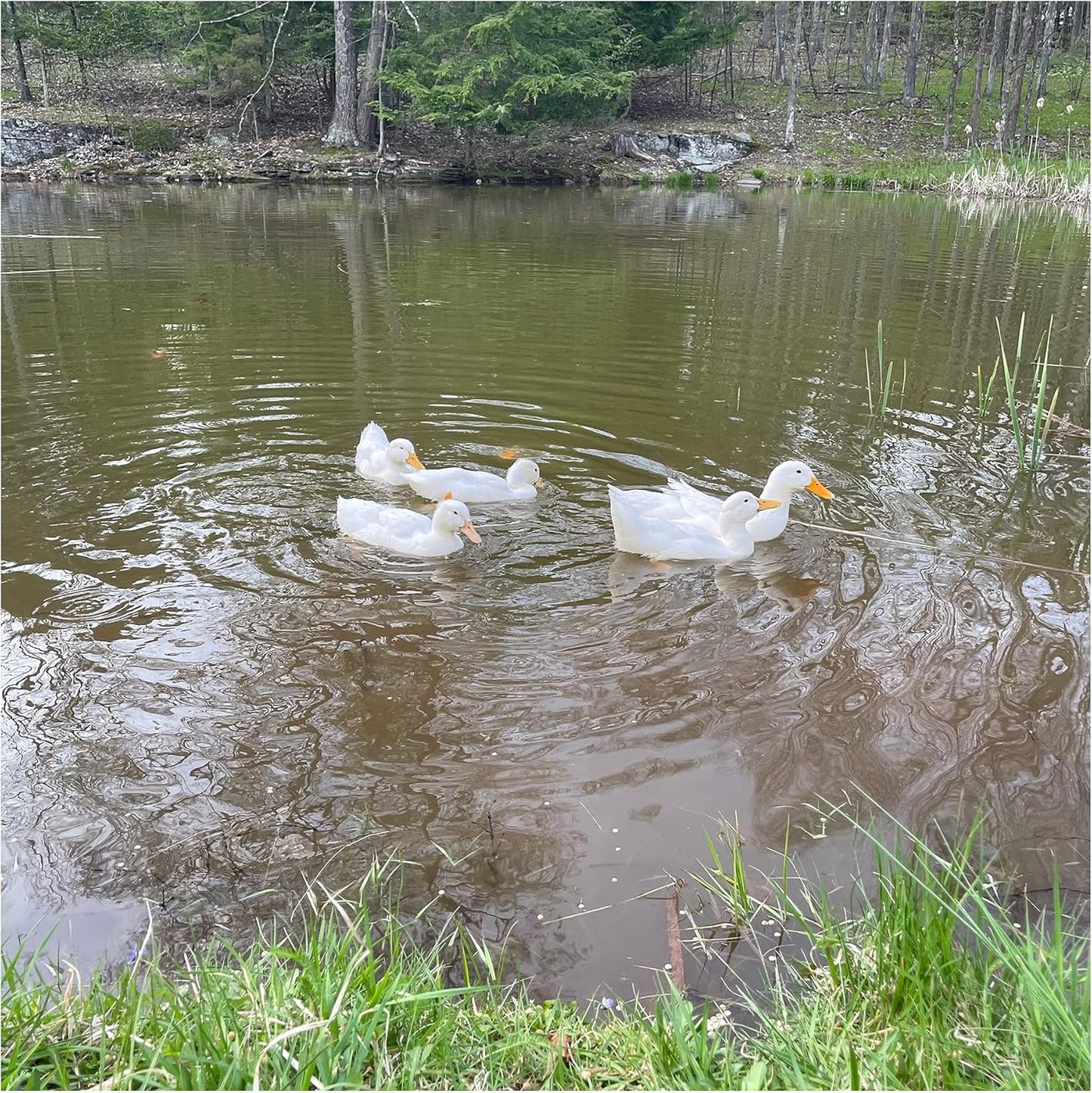 floating-waterfowl-feed-pellets-5-lb-resealable-bag-for-ducks-swans-geese-natural-ingredients-ideal-for-wild-or-pet-ducks-8